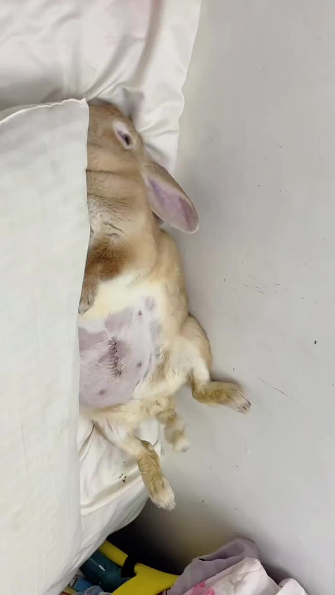 @RabbitNow19