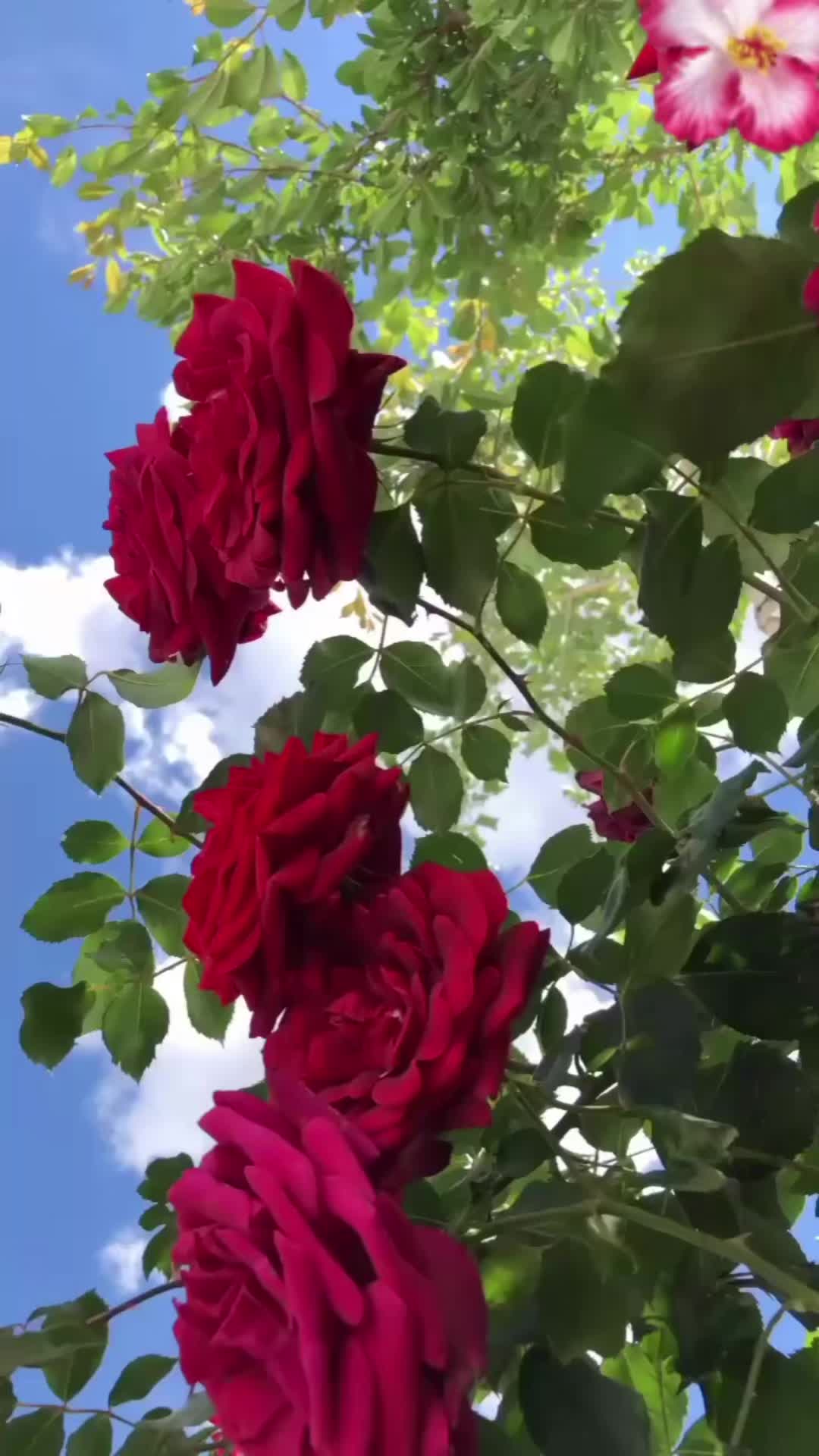 @🕊️🦅Eulalia Pascual