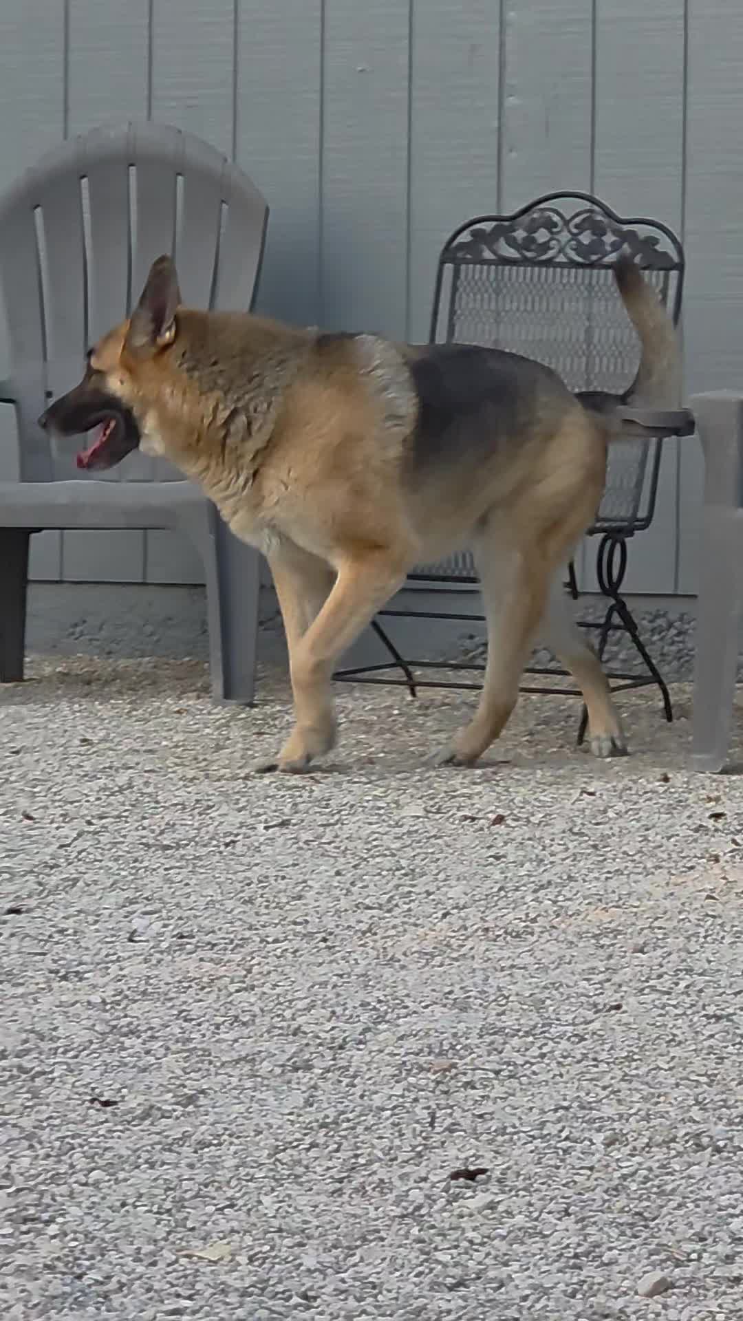 @tatumpetcarehaven