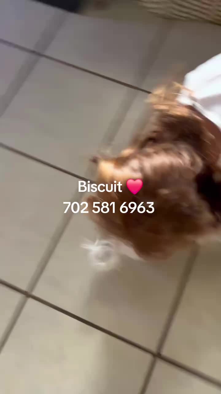 @Barb's Precious Pups