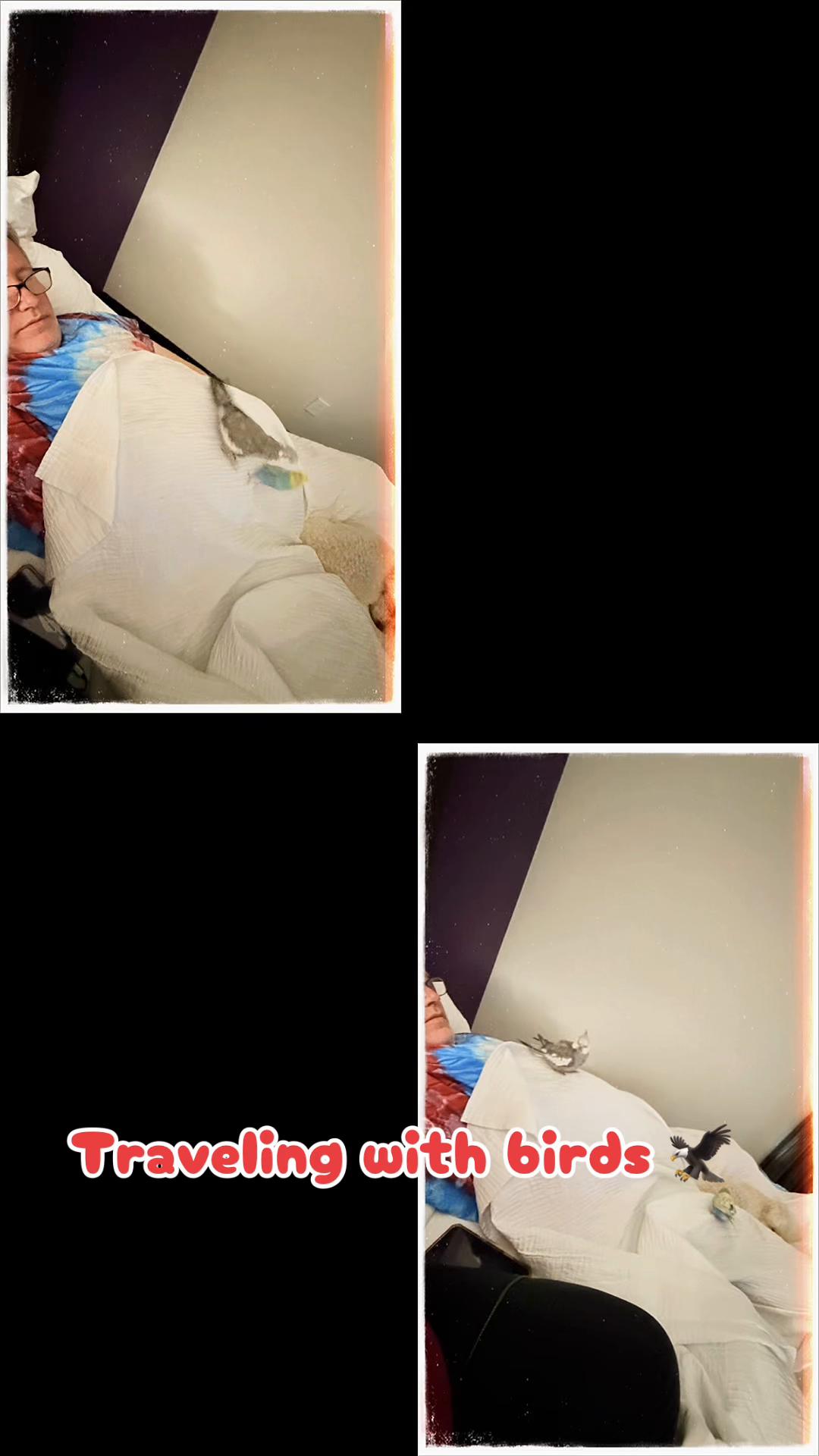 @@misothebirdog