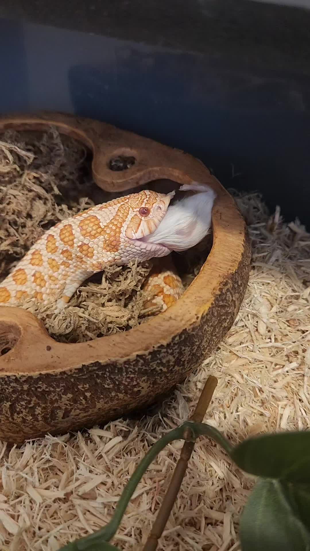 @Ballard&rsquo;s Reptiles