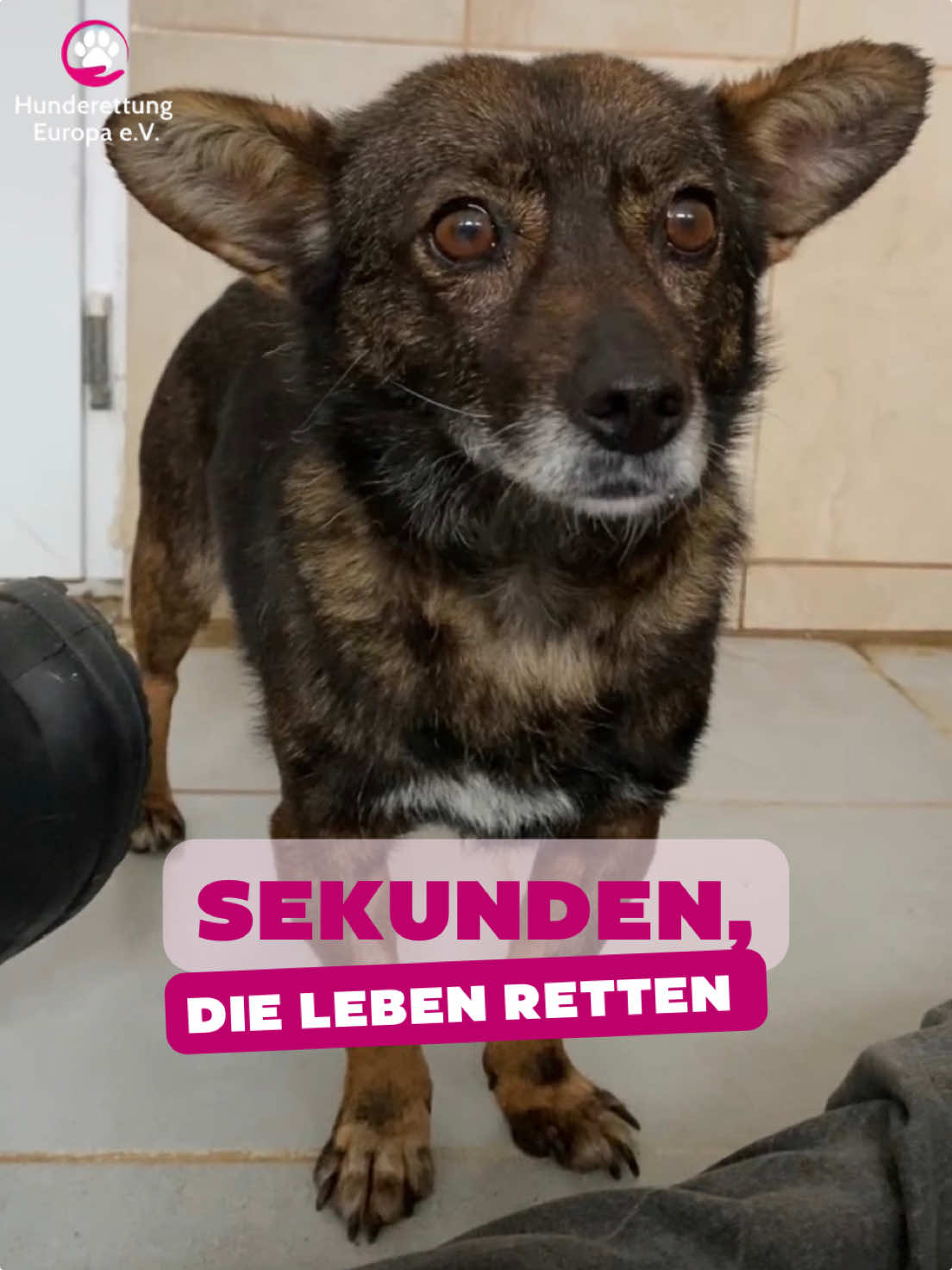 @Hunderettung Europa