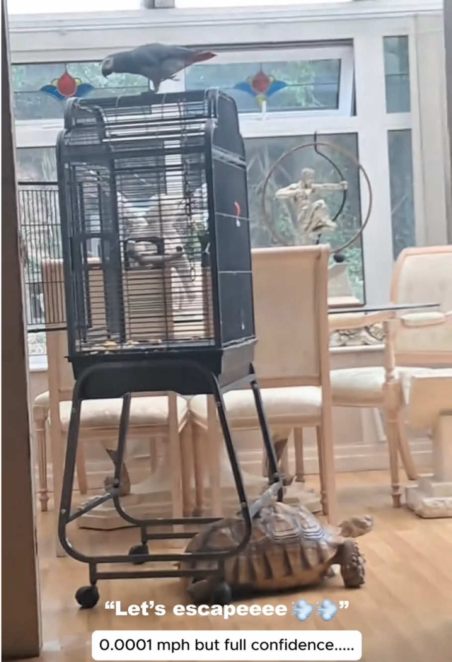 @petsoftiktok