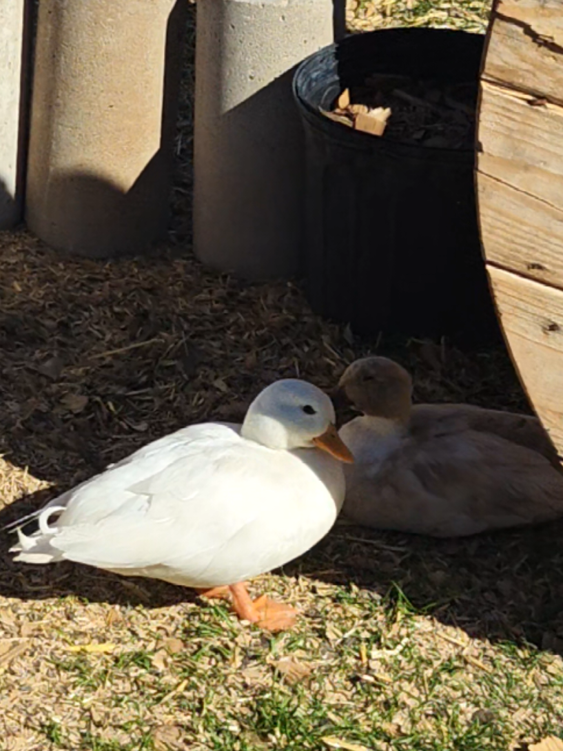 @Peaceful Point Homestead 🦆