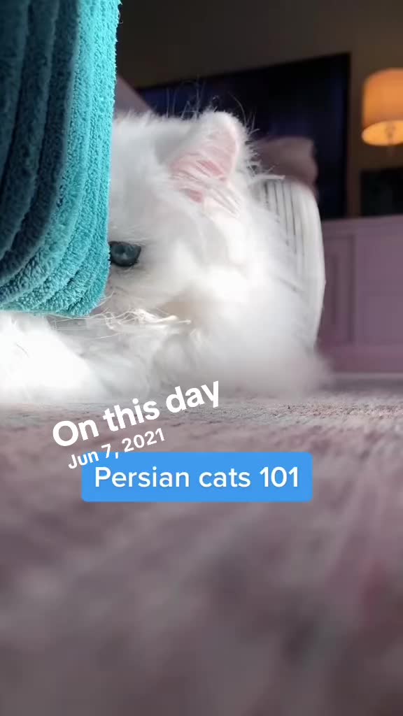 @Dutchkittycat