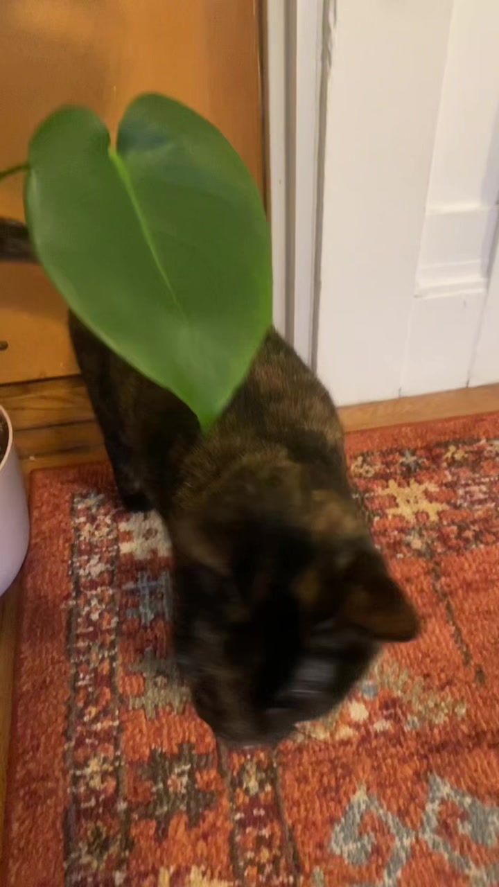 @championofmediocreplants