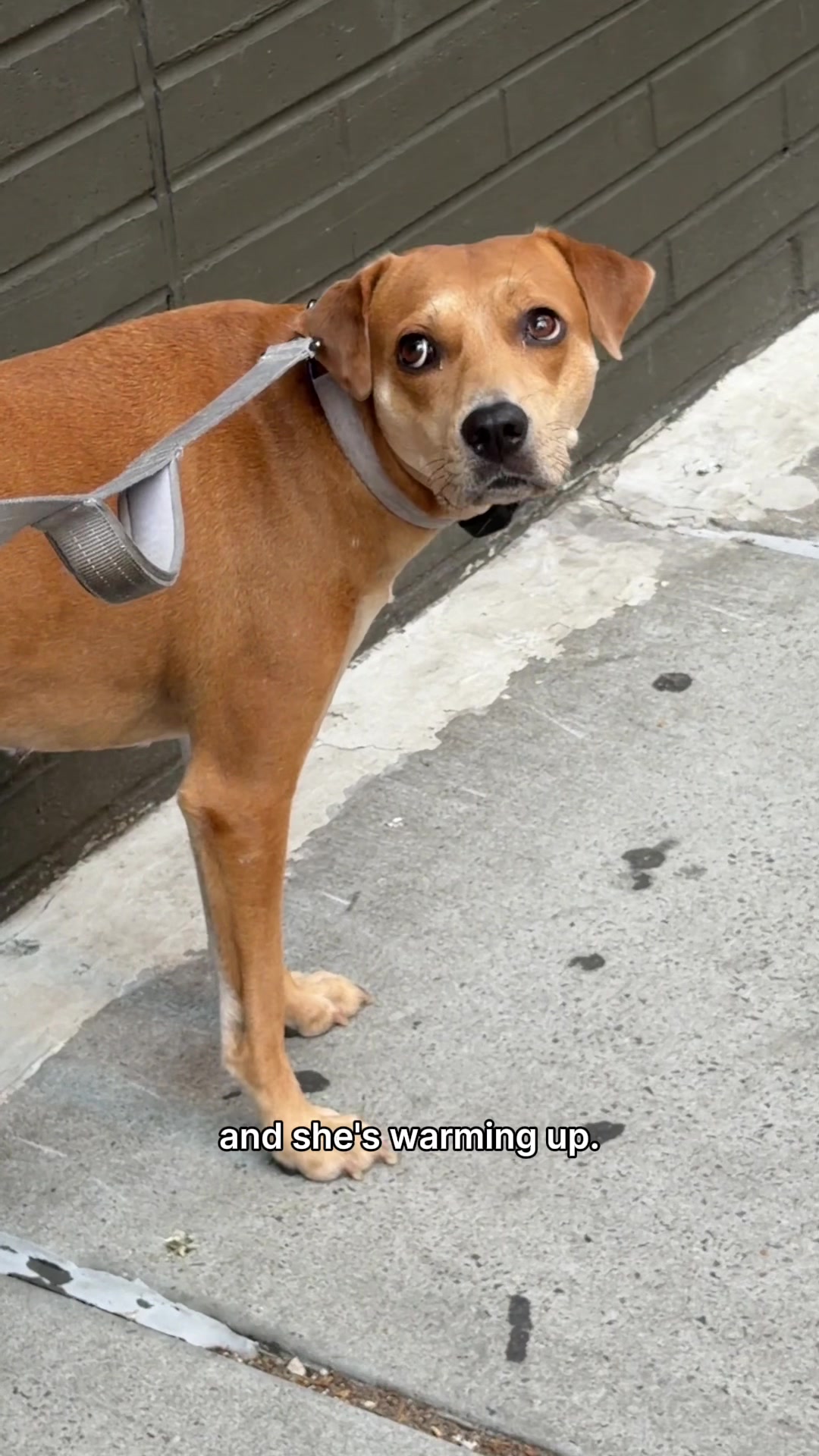 @The Dogist