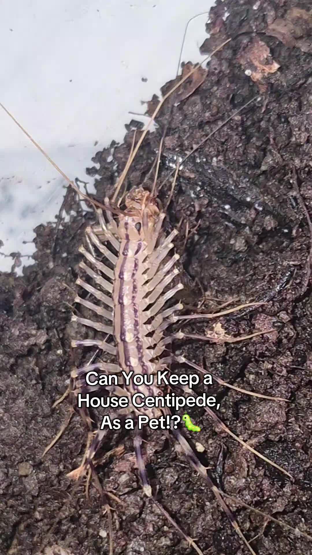 @big veiny dih hopps69🌱