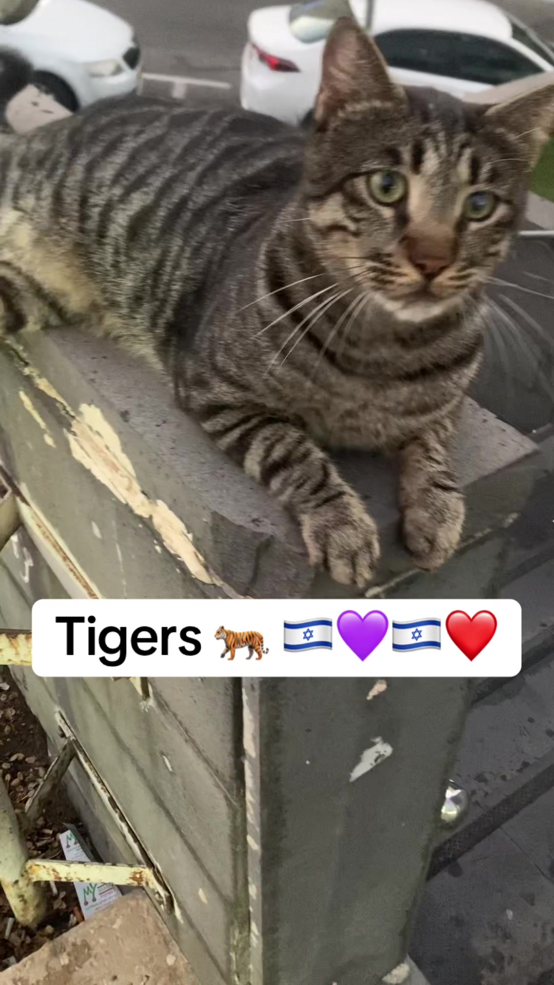 @♻️ Wicky Boy 🧿 🇮🇱✨