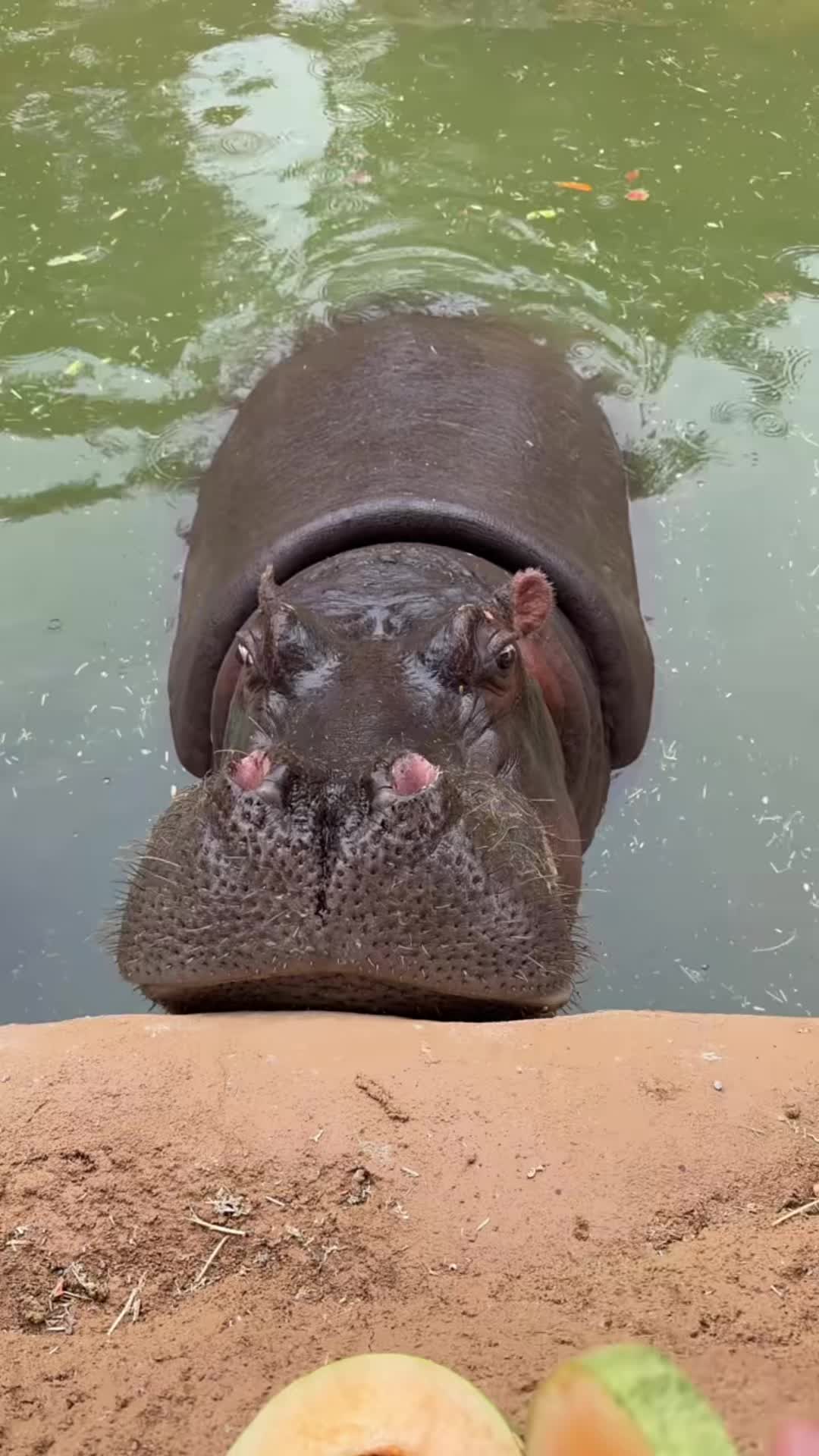 @Hippo