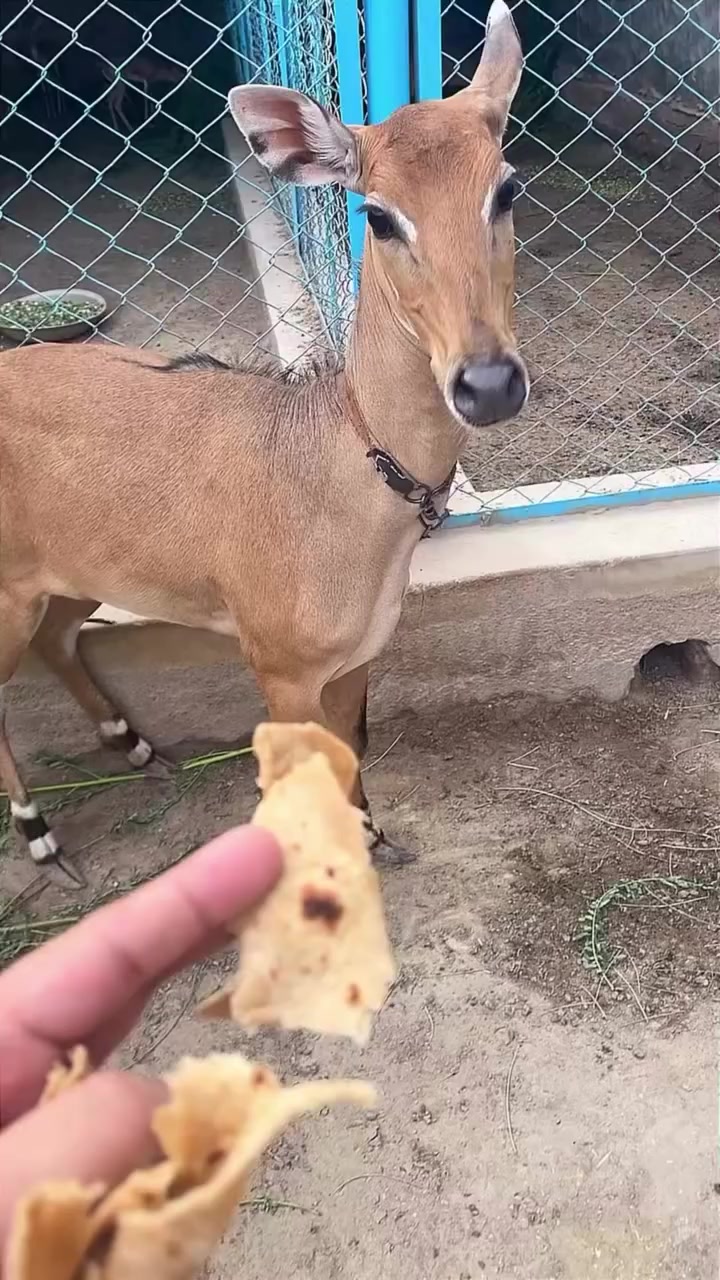 @Wildlife 🦌