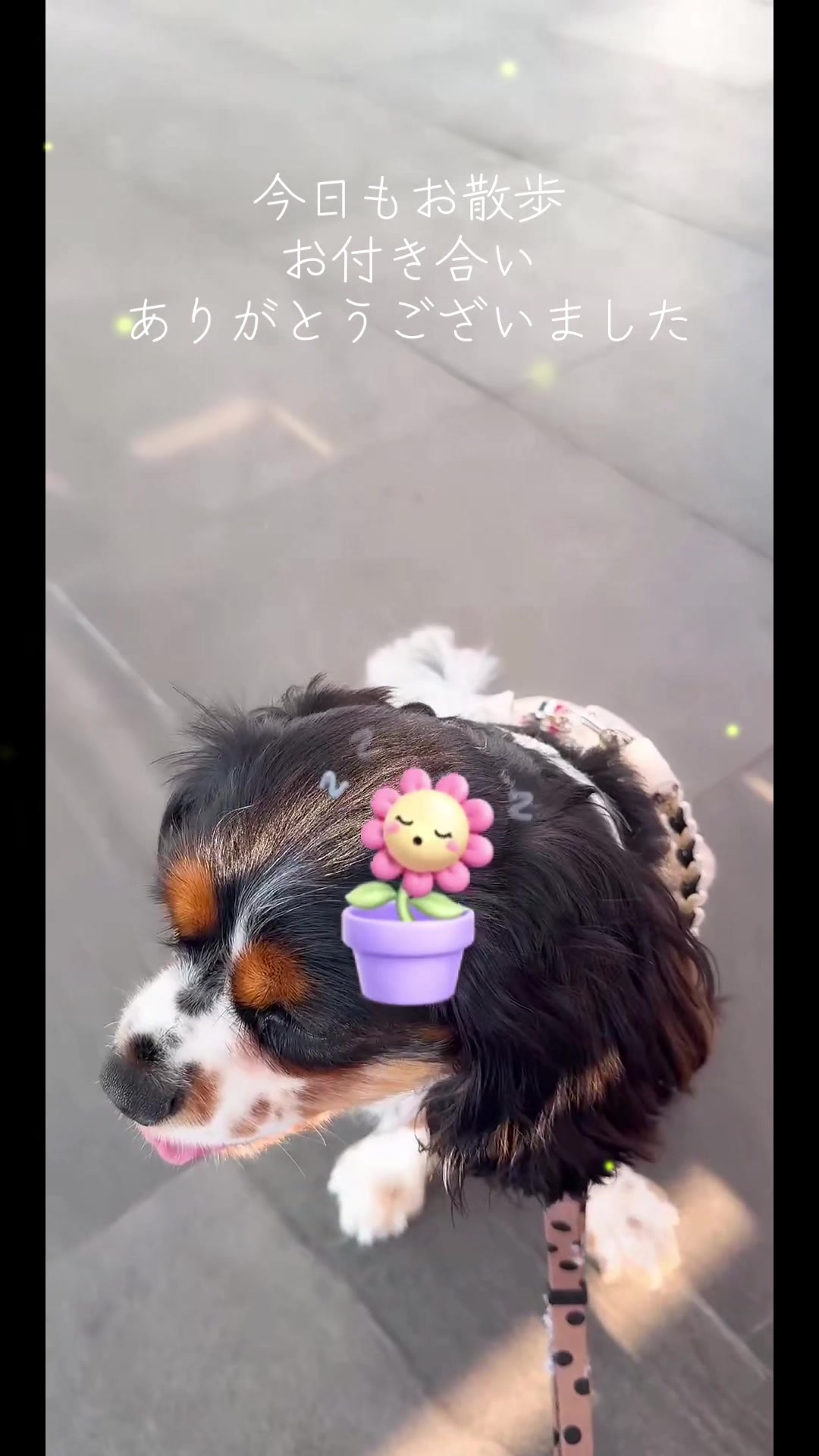 @じゃんけんぽん太🇬🇧🐶🇺🇸💎
