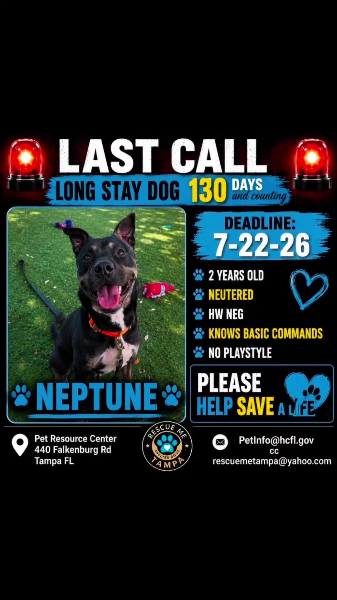 @RescueMeTampa-ShelterDogs