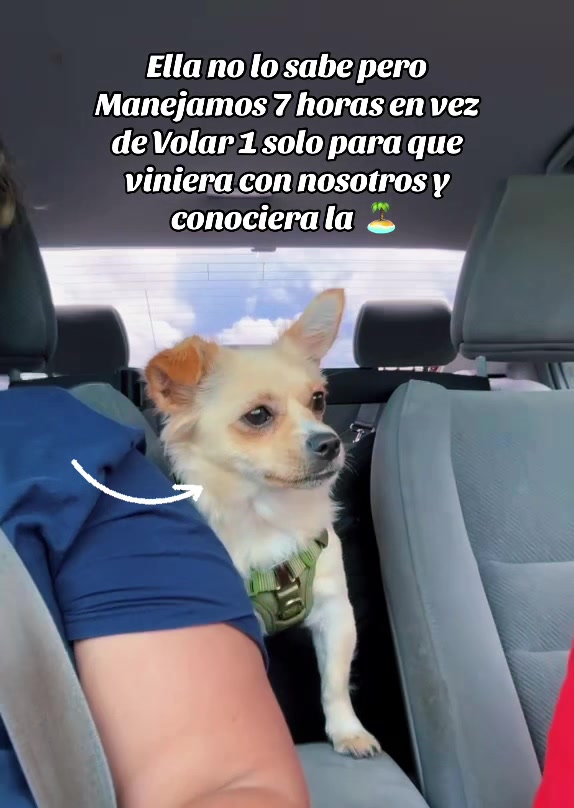 @🐕🐾MayaTheChihuahua🐾🐕