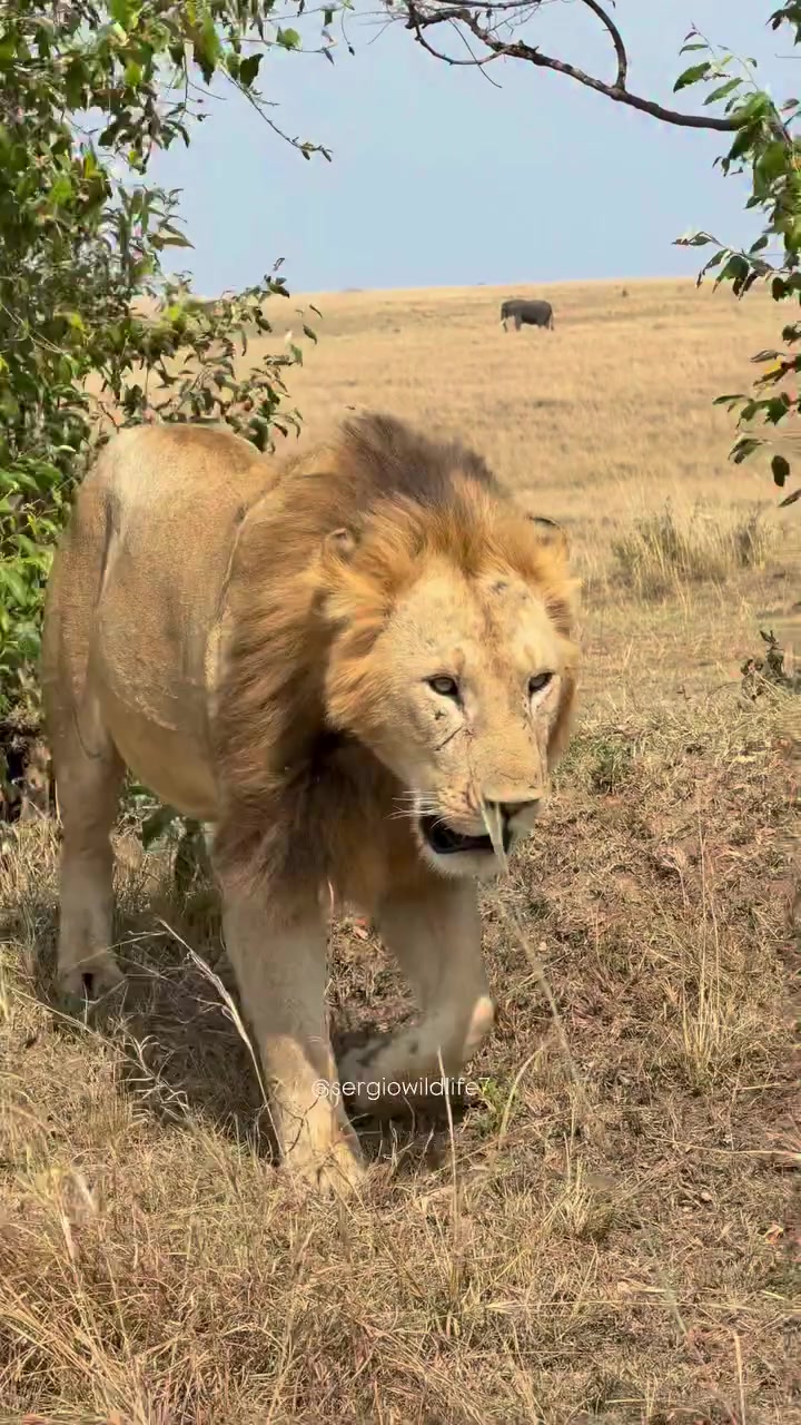 @lion_world5