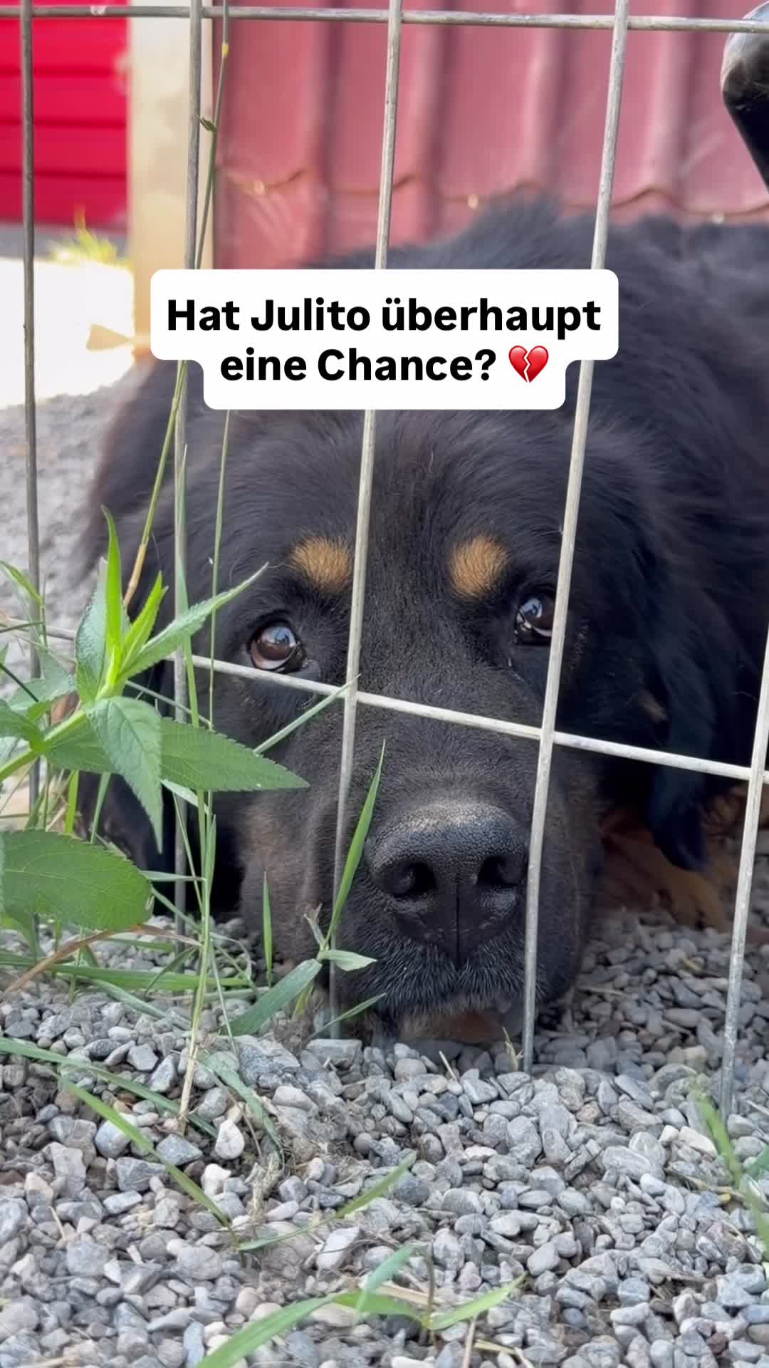 @Tierseelen 🐕