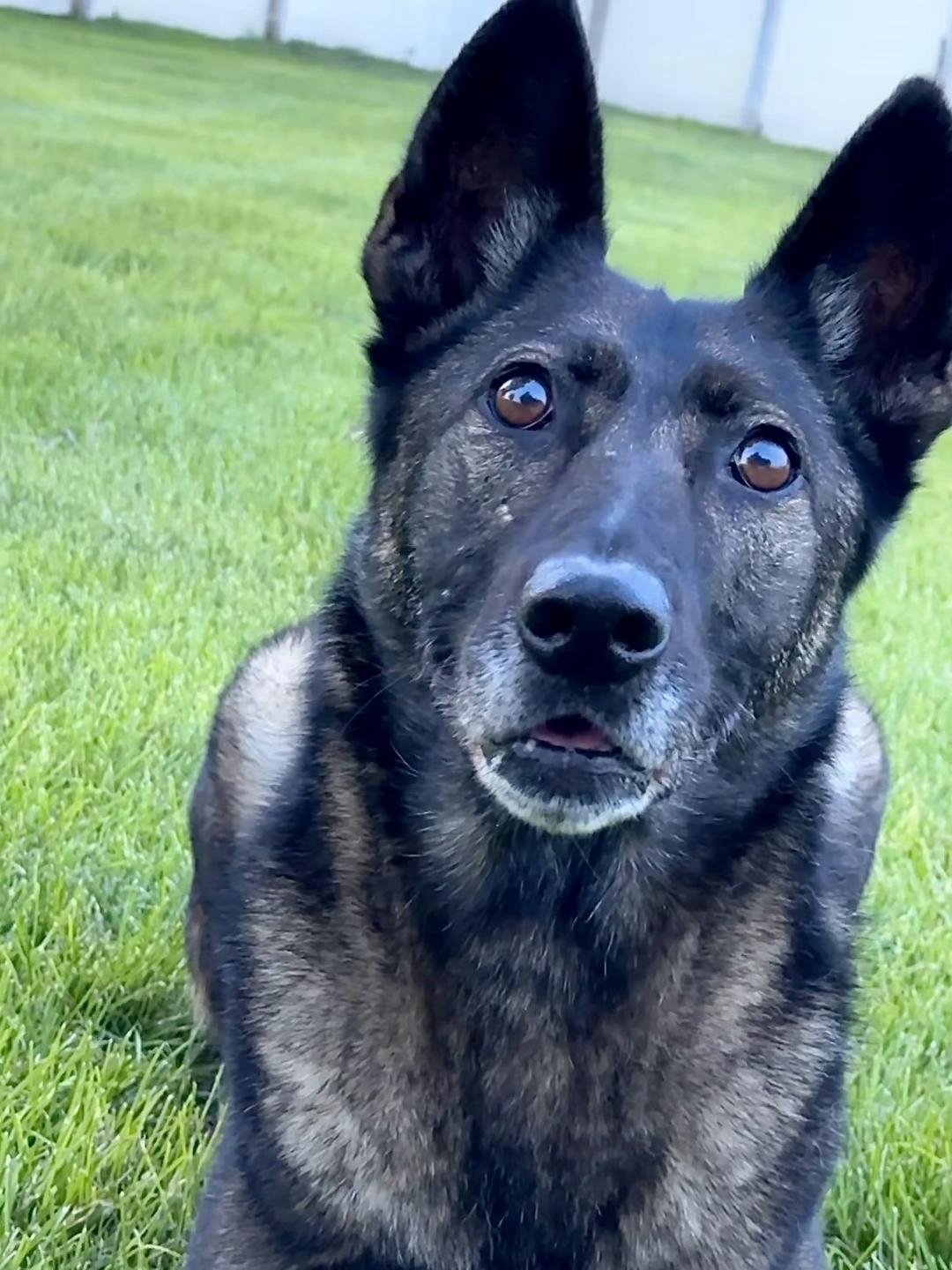 @K9 Dina