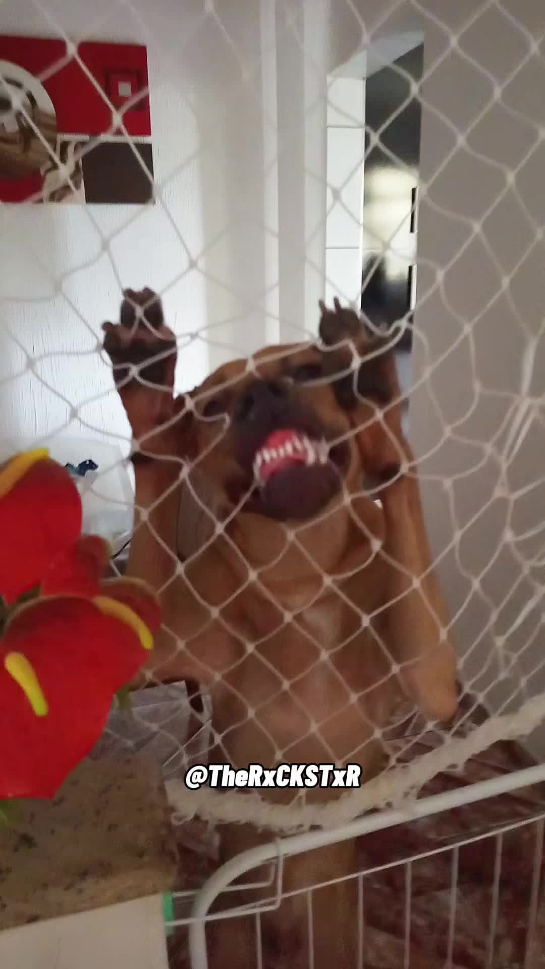 @RxCKSTxR