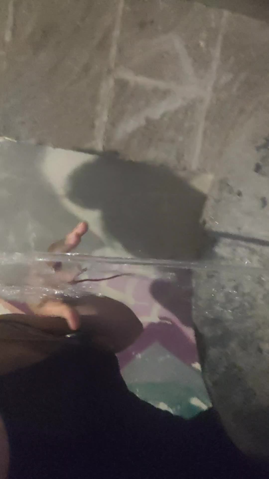 @FUEGOSSELVAGGIATYSON