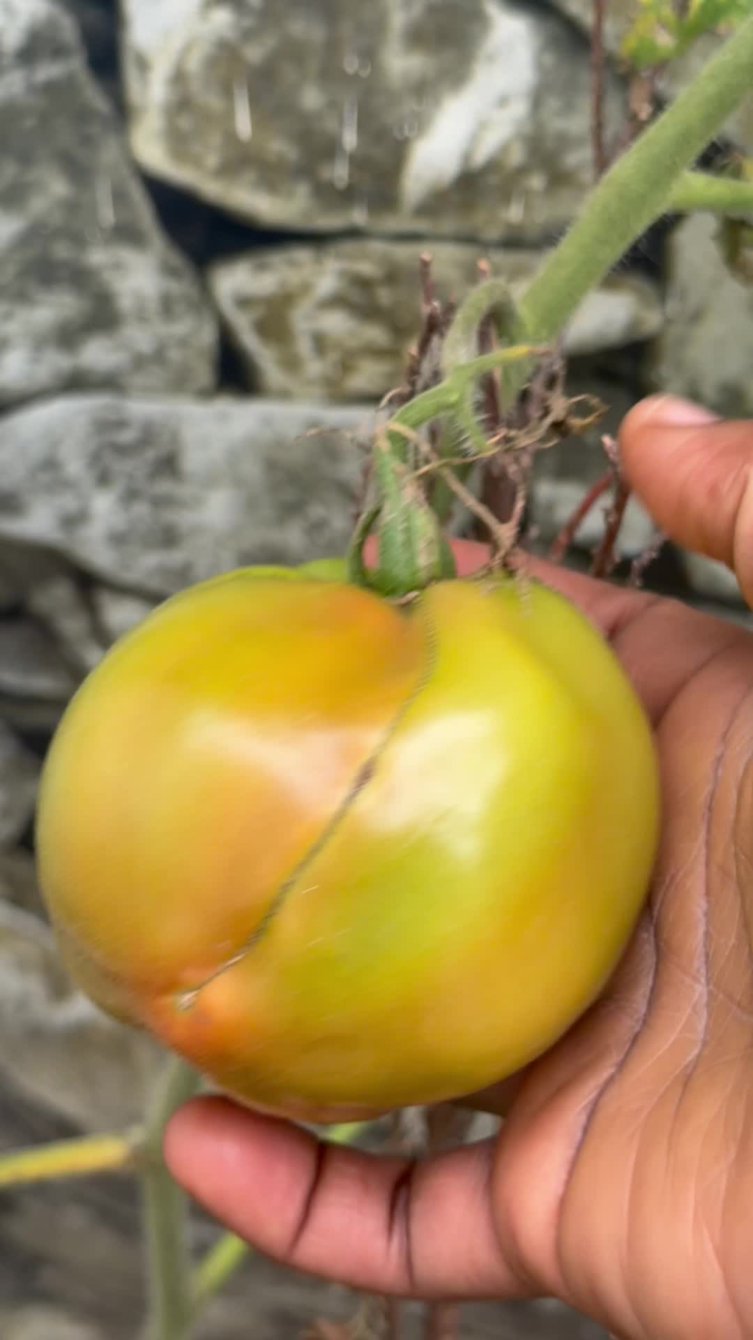 @Gracefully farm land