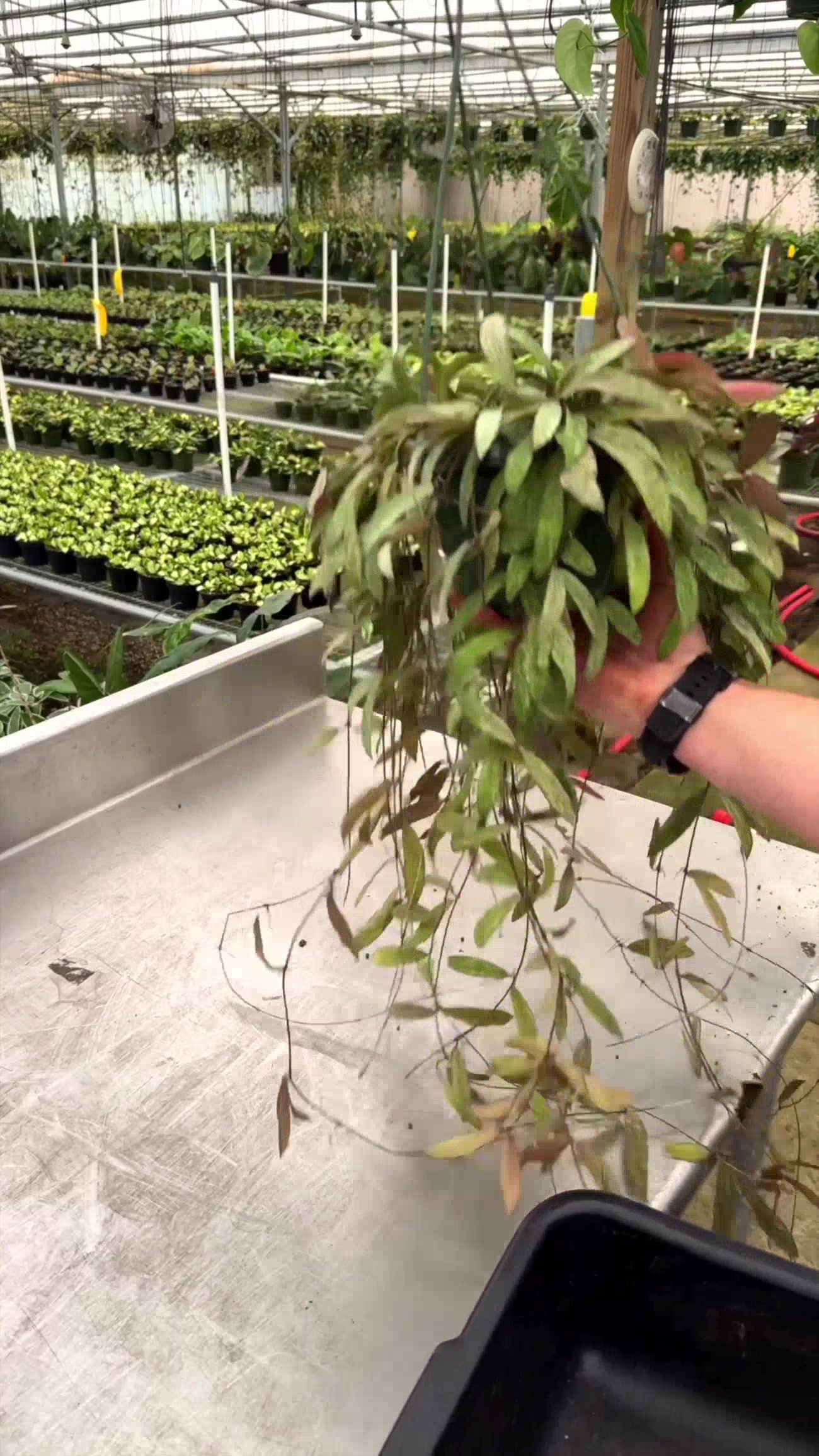 @BWH Plant Co