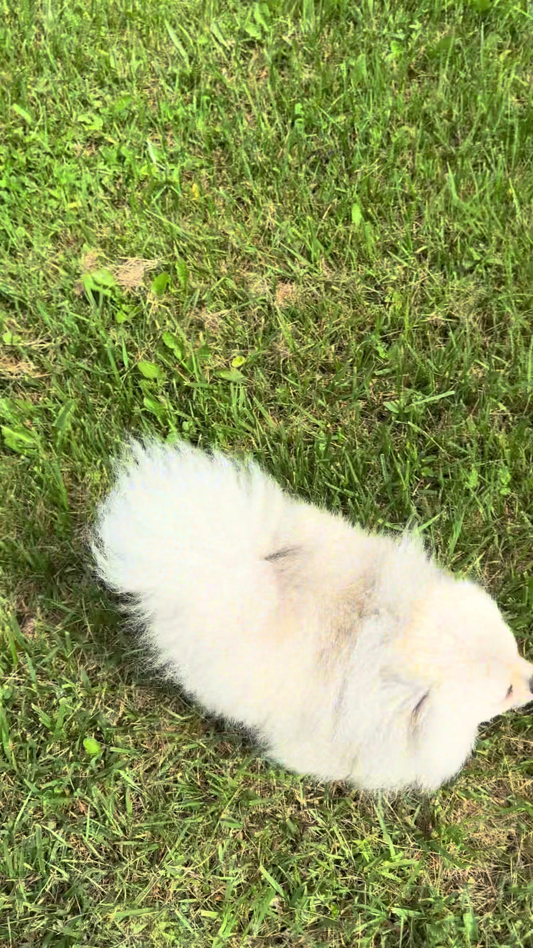 @Fingerlakes Pomeranians