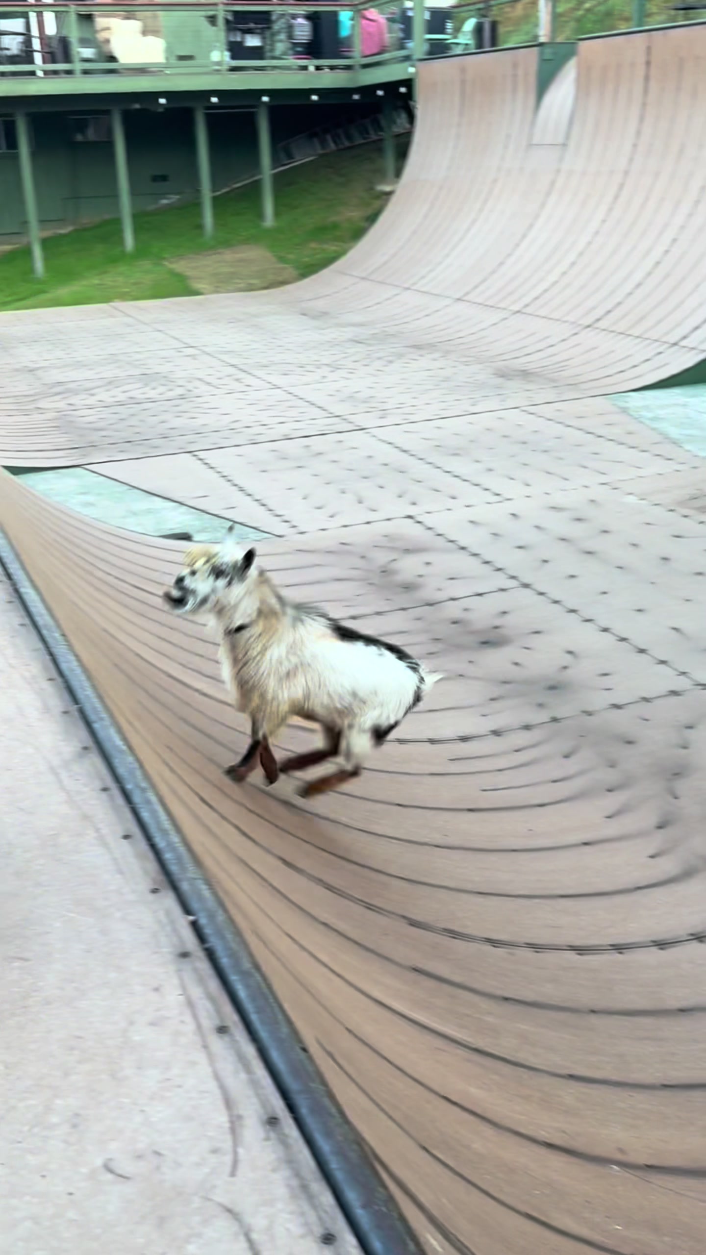 @Skatelite