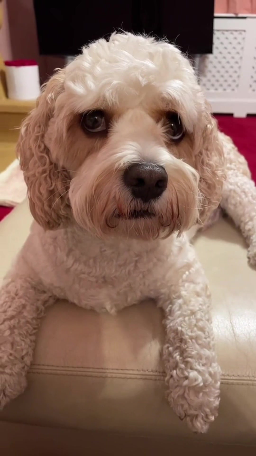 @My Cavachon