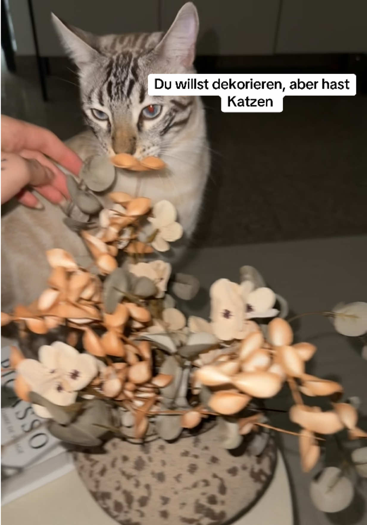 @Cat Mommy 🐆🤎
