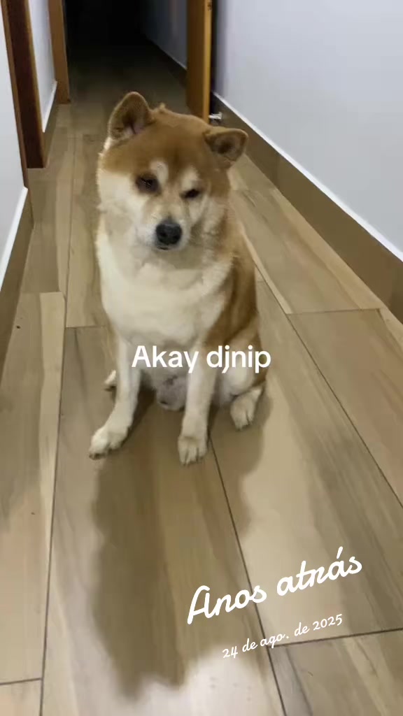 @Dj Nip