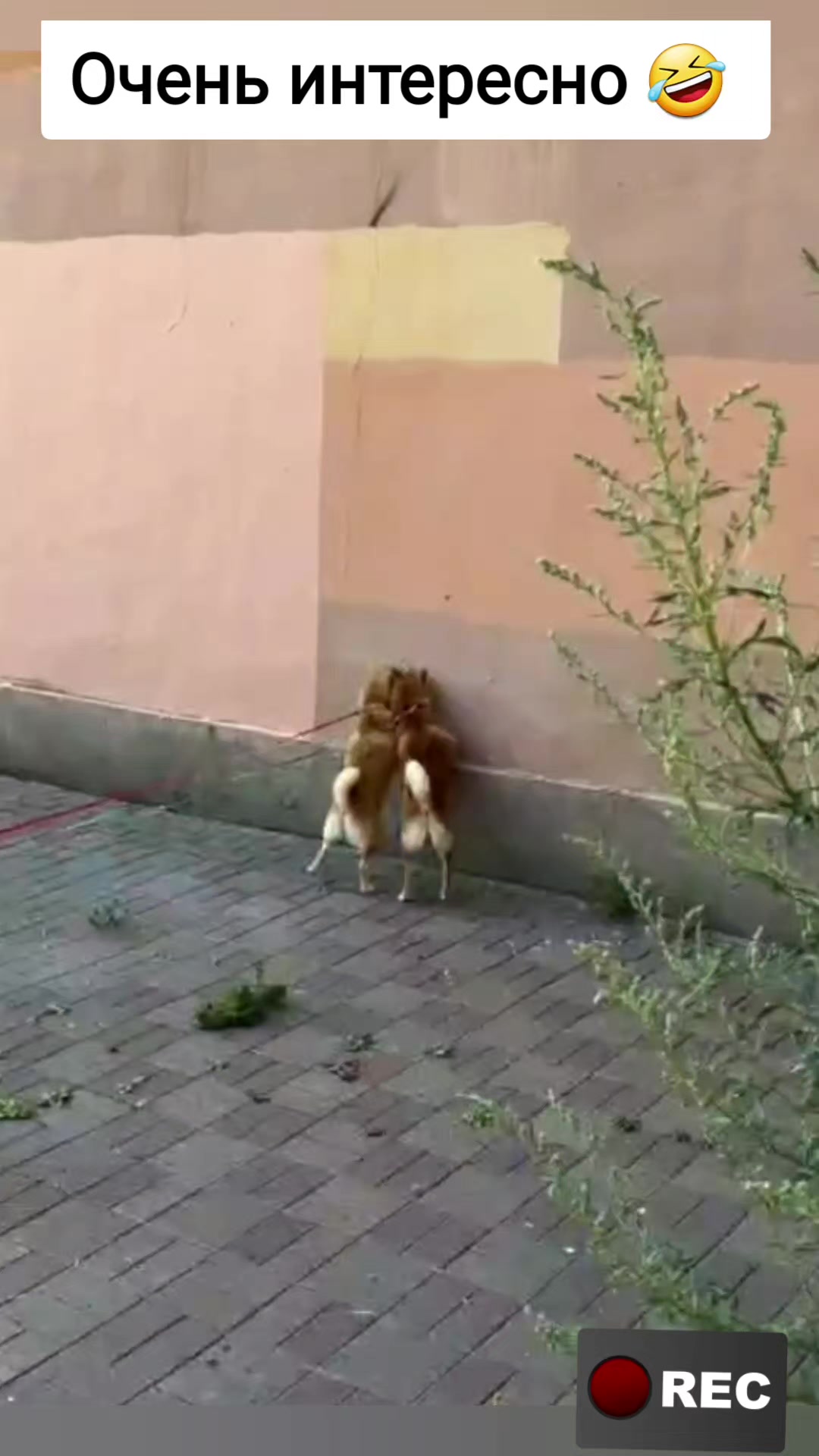 @Лариса