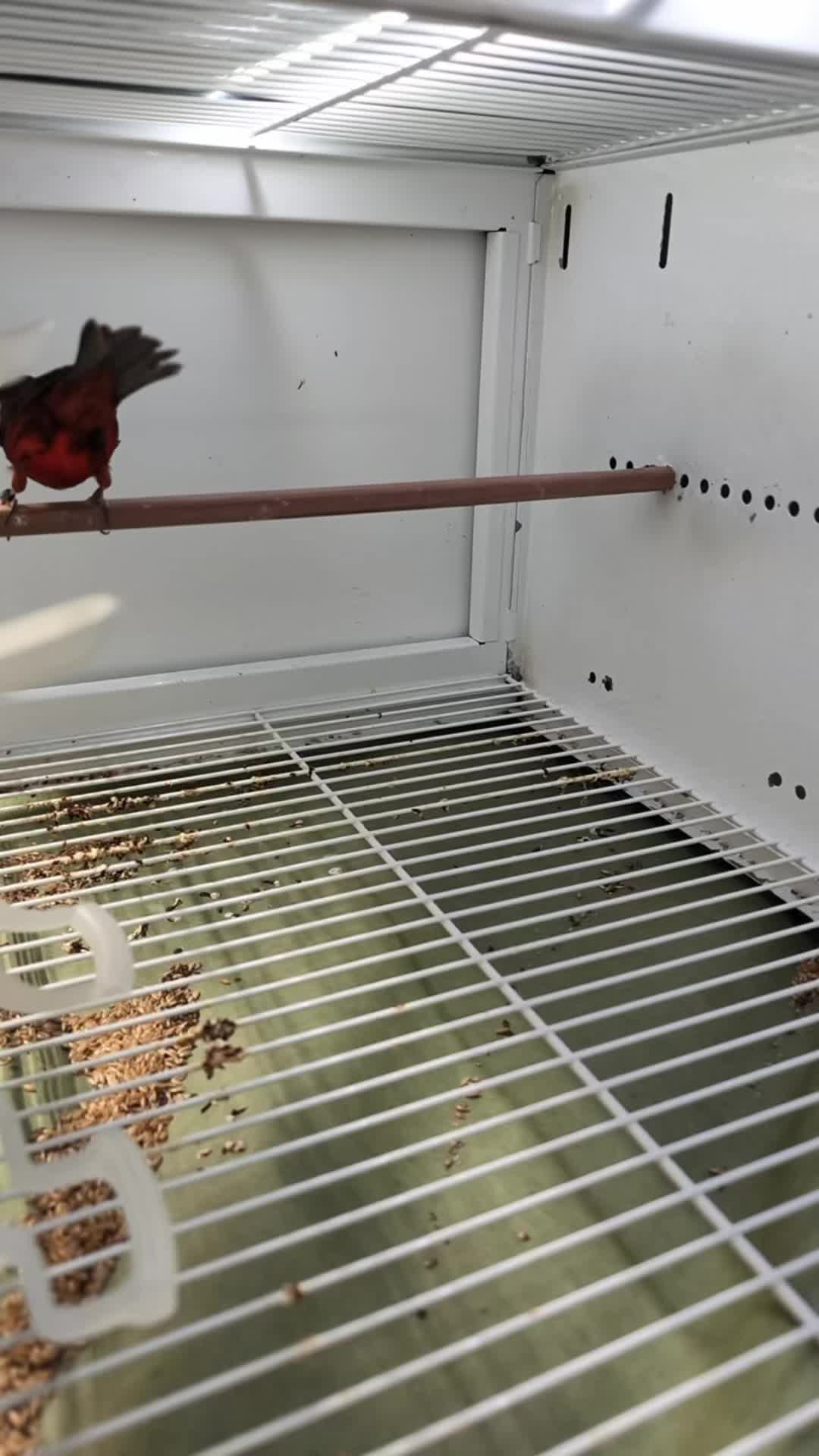 @AviarioUreña