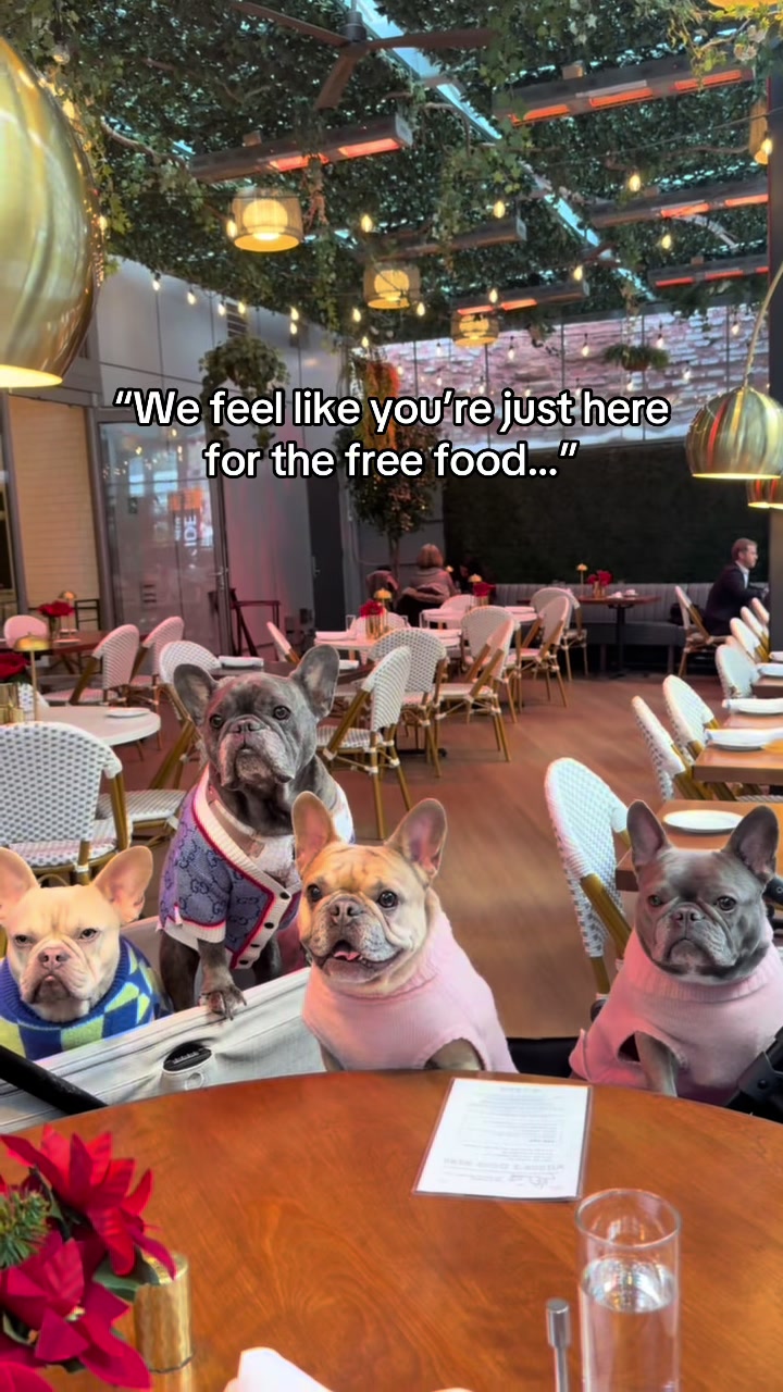 @Winston & Charlie 🐾
