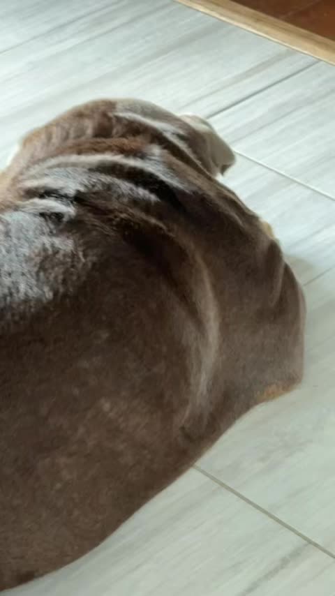 @RawlsTheBulldog
