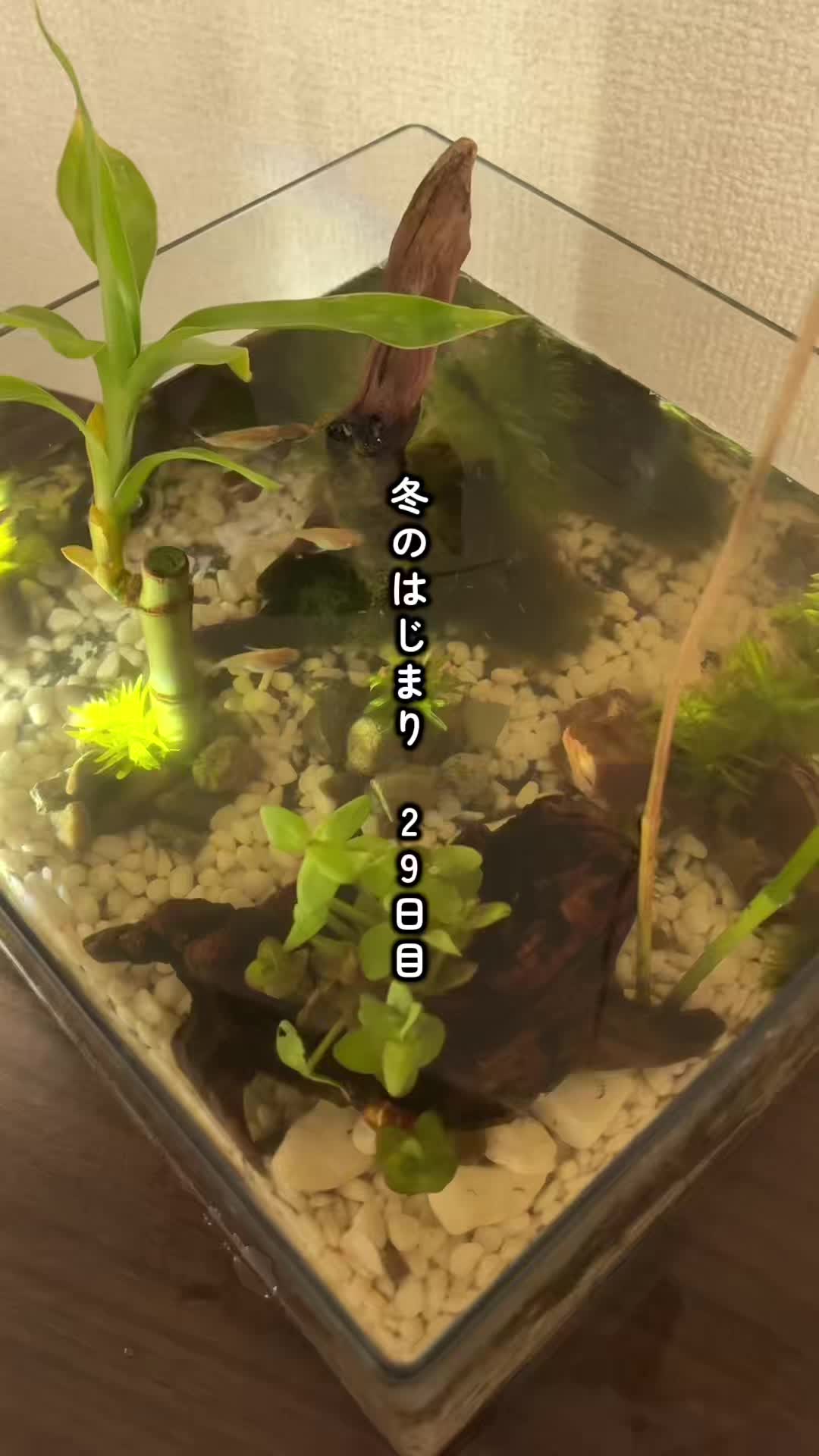 @癒しの田舎暮らし日記