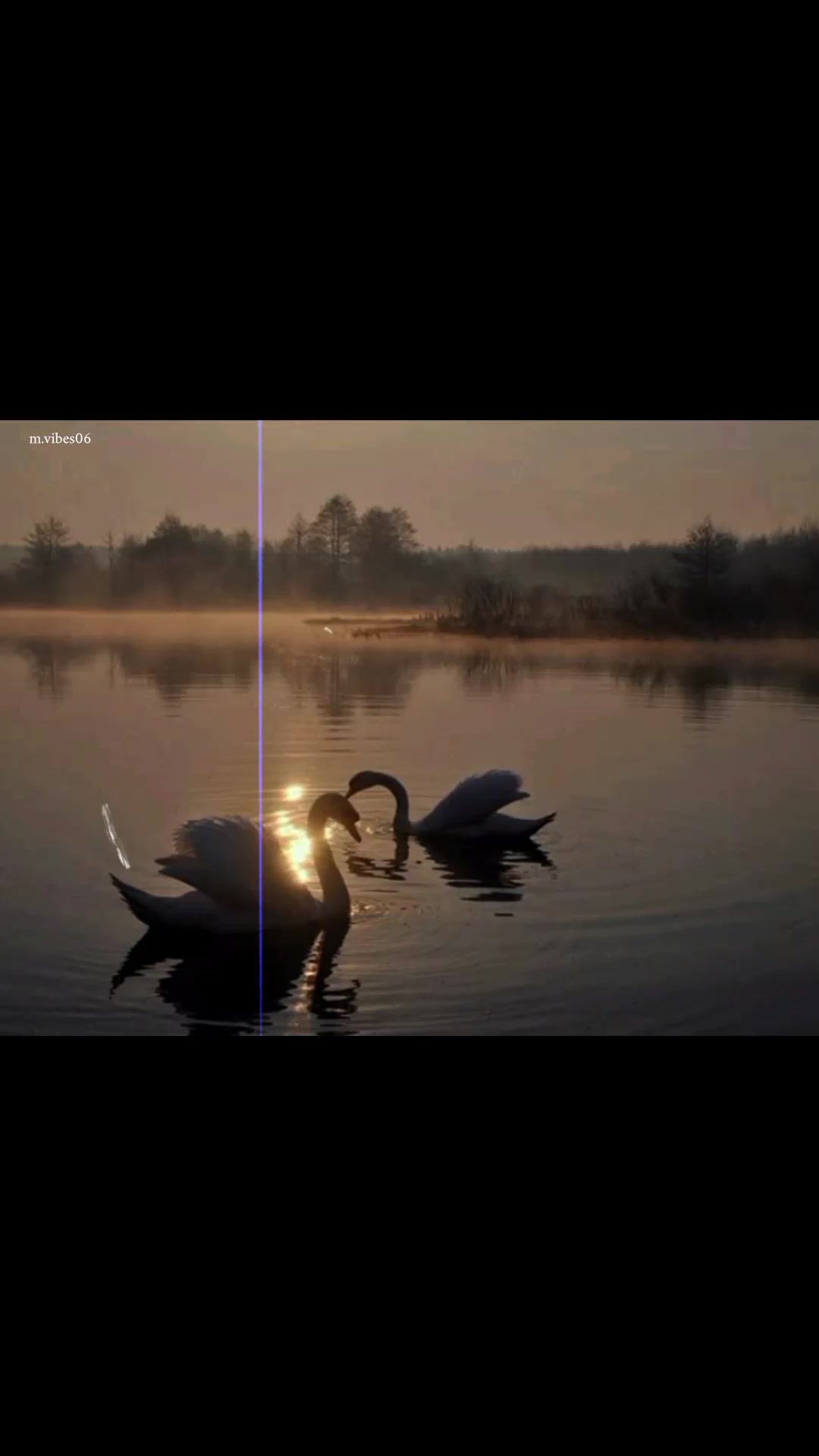 @🦢.