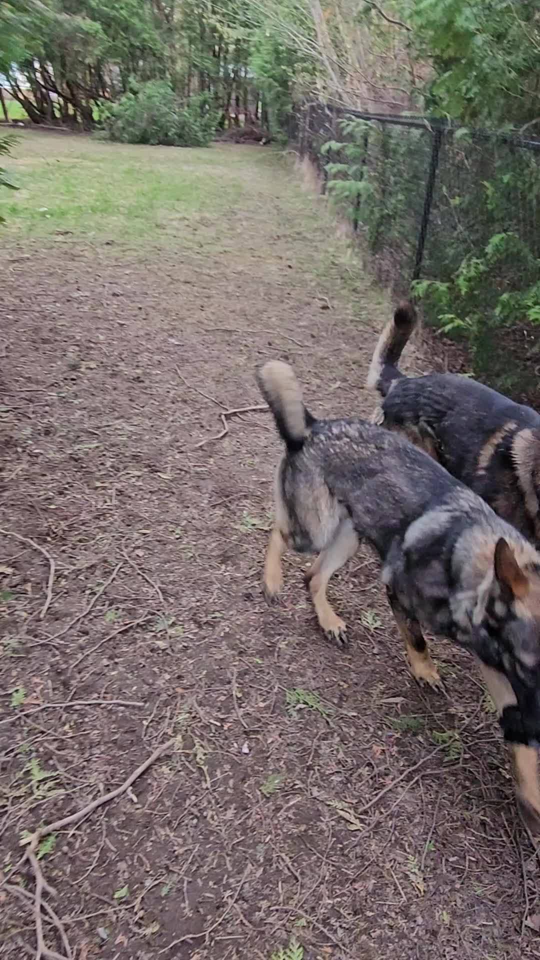 @K9 REECON & K9 GRITT