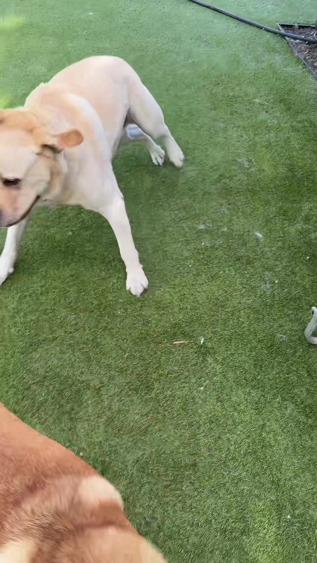 @Bed Bark and Beyond