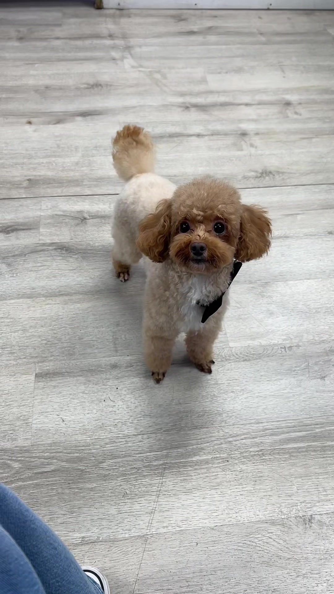 @Dog & Cat Planet