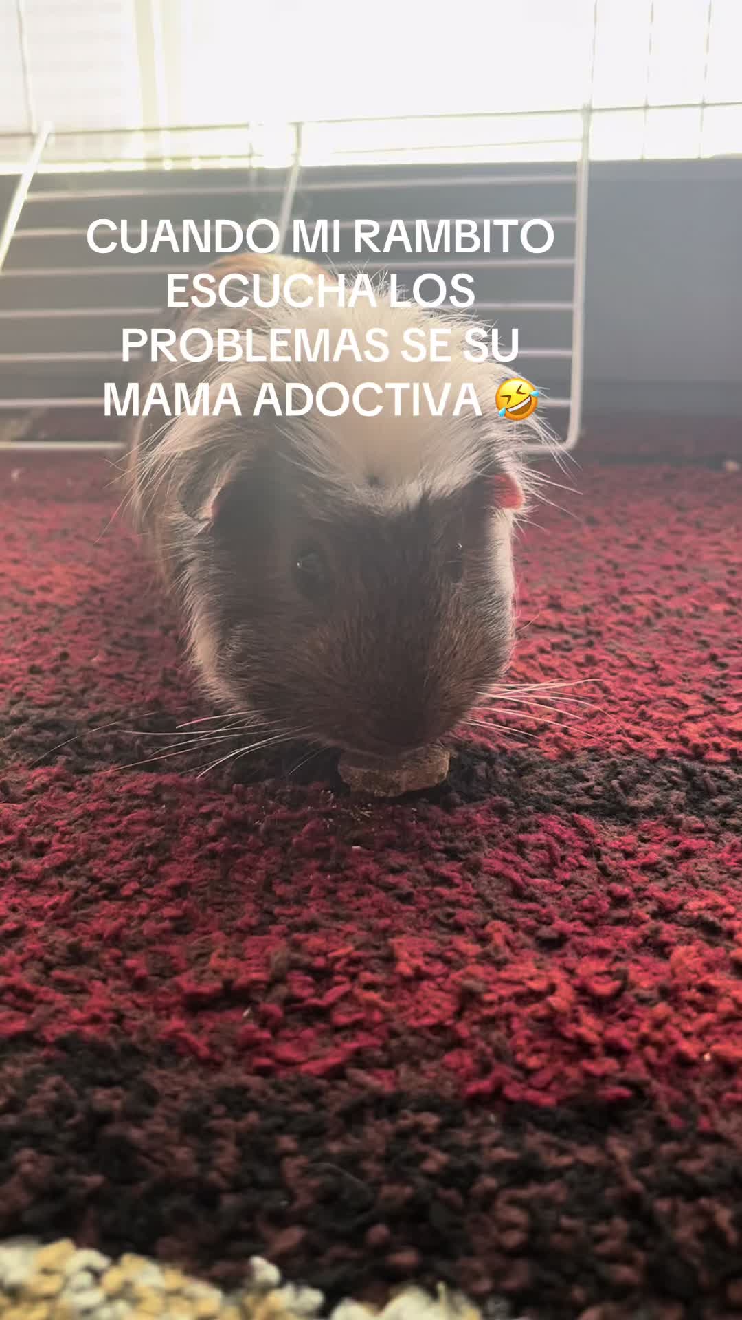 @CALEÑITA SONIDERA 🇳🇮