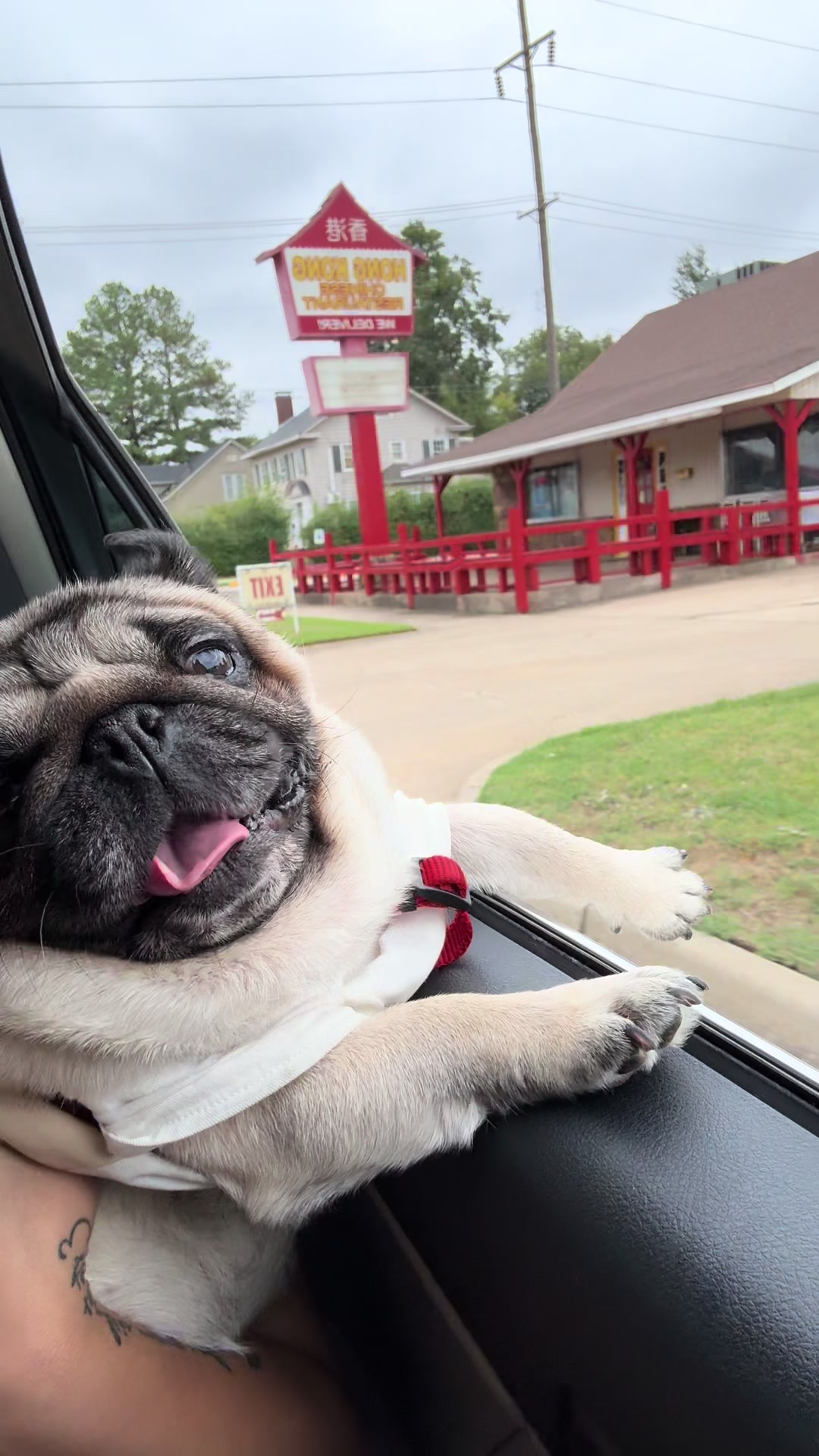 @Rocki the Pug ๐ถ