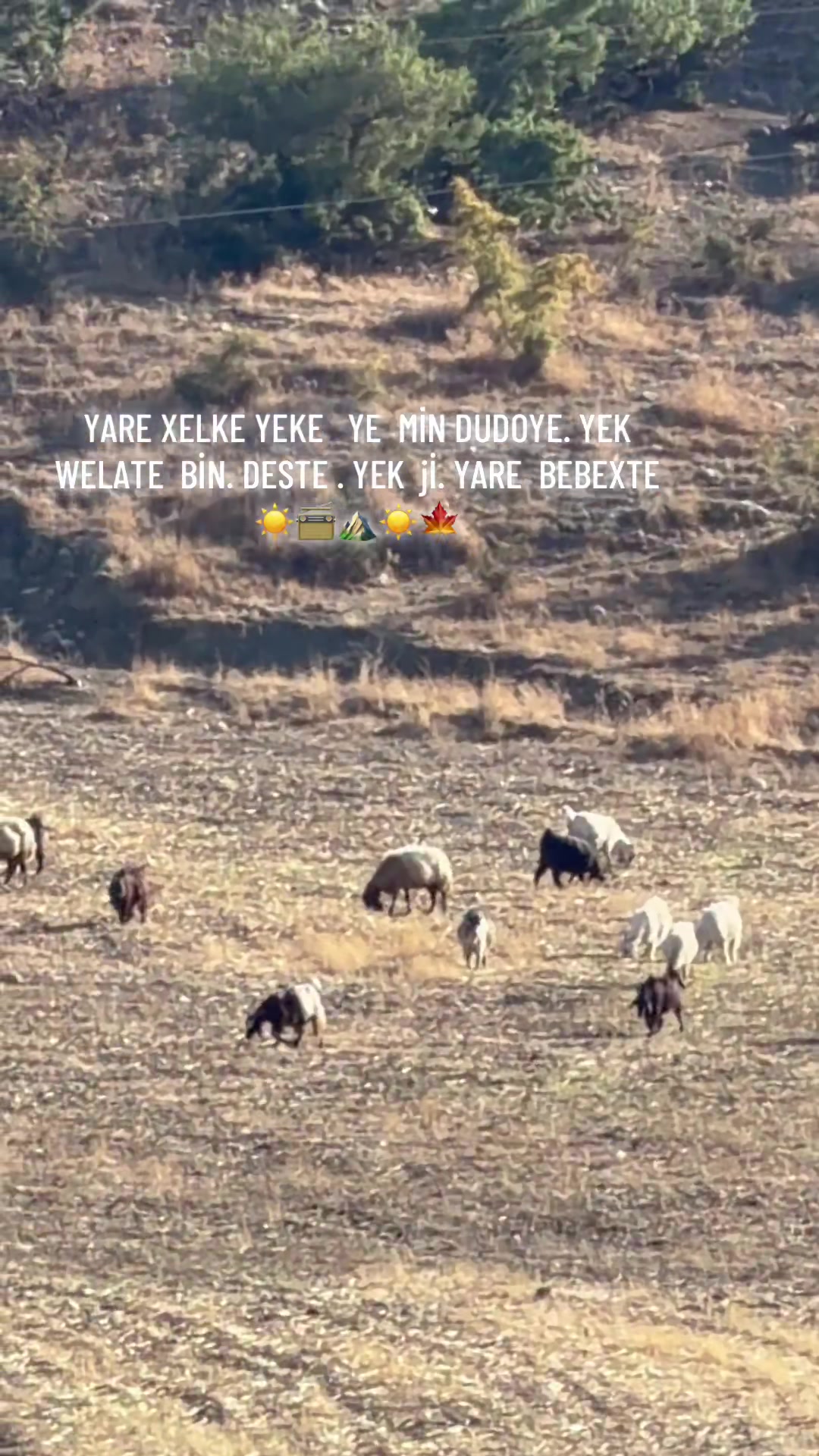 @ŞİYAR ✪