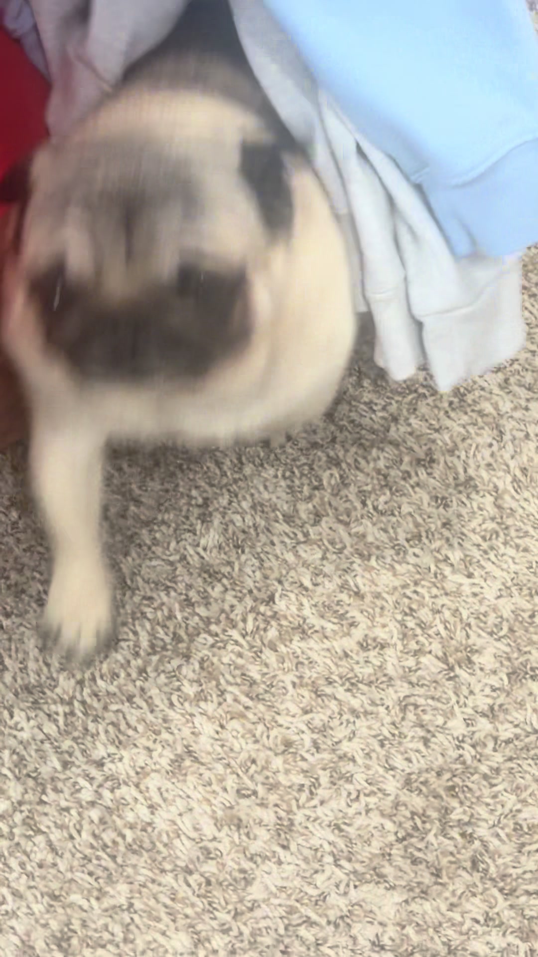 @Rocki the Pug ๐ถ