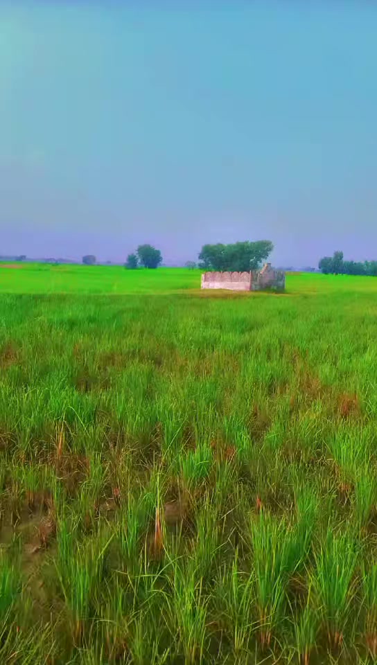@حسن بھٹی فاضل پور آلہ❤️🩹