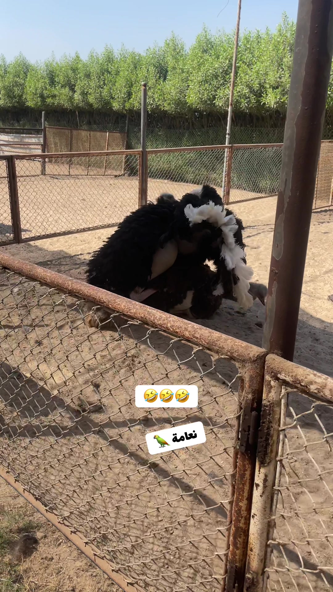 @نعامة 🦍