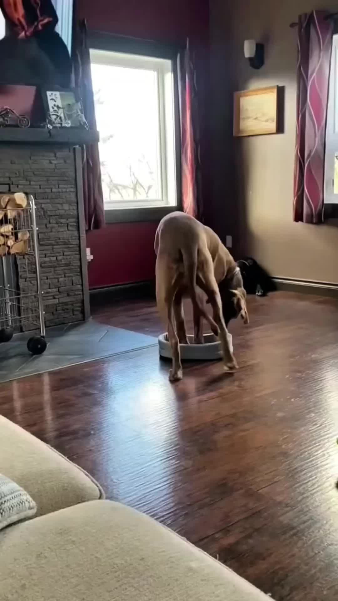 @funnyvideo3782