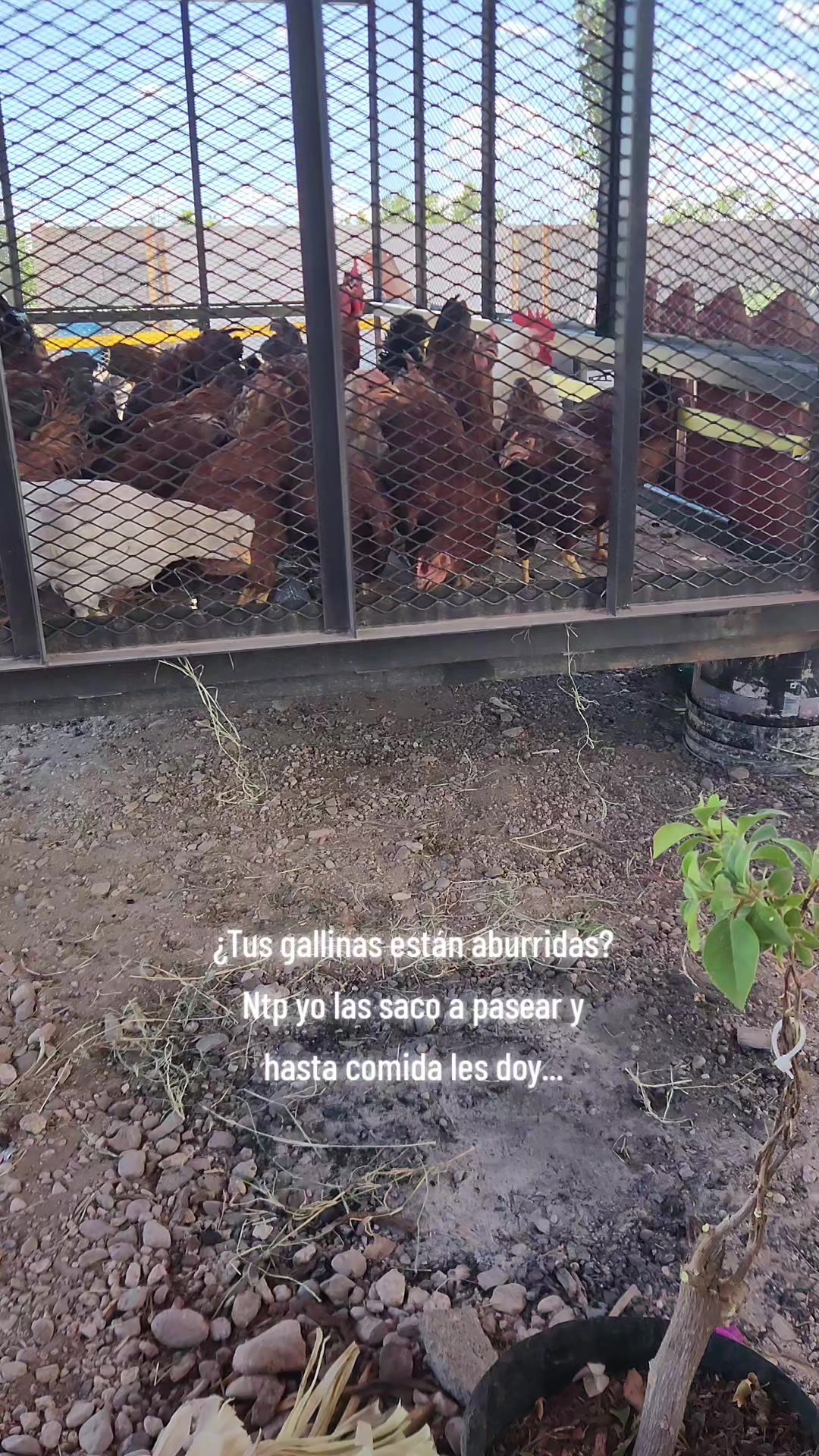 @El De La 450 Negra