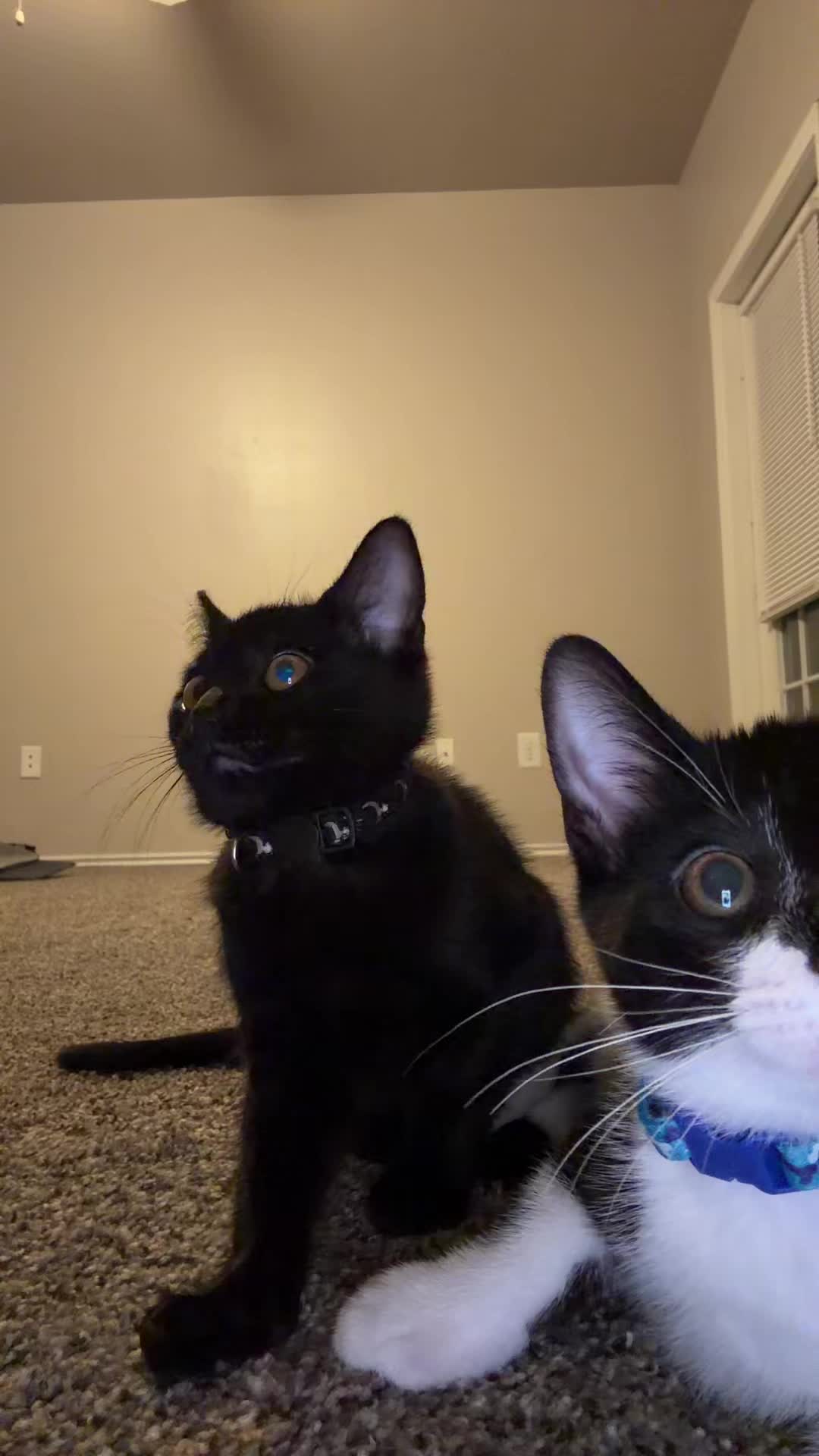 @cat_dancers