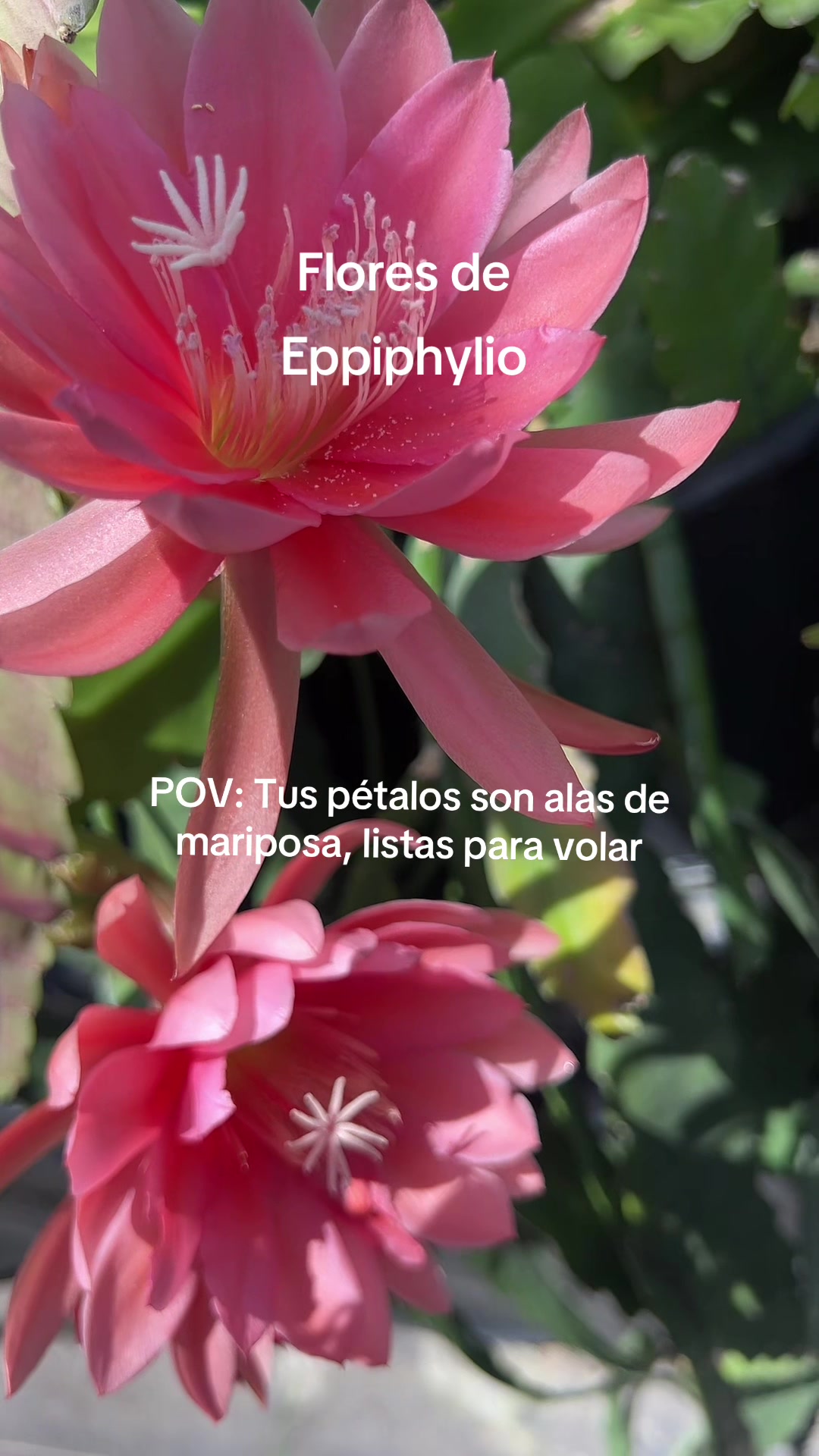 @Maria succulents 🕊️🐚